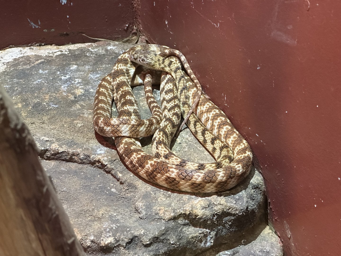 Brown tree snake (Boiga irregularis)