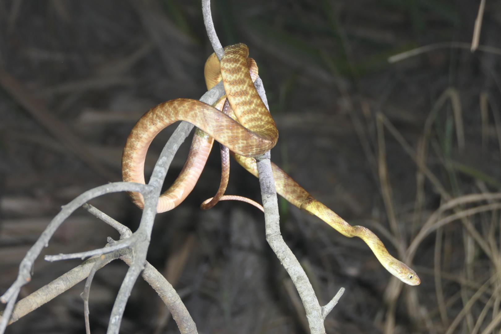 Brown Tree Snake (Boiga irregularis)