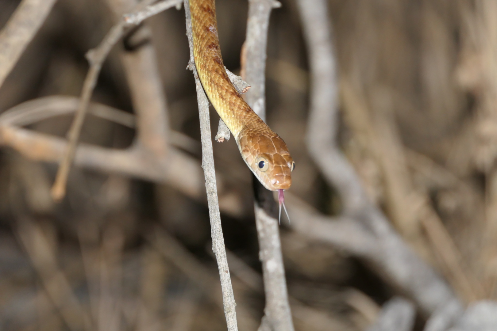 Brown Tree Snake (Boiga irregularis)