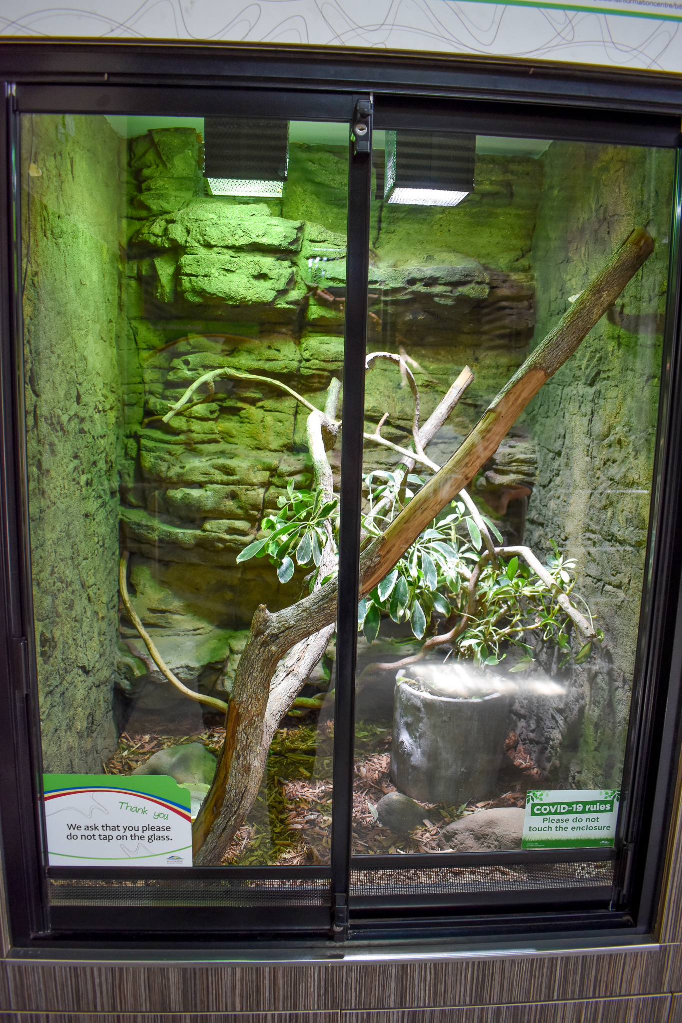 Brown Tree Snake Enclosure