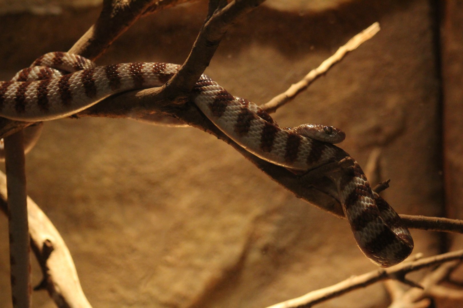 Brown Tree Snake