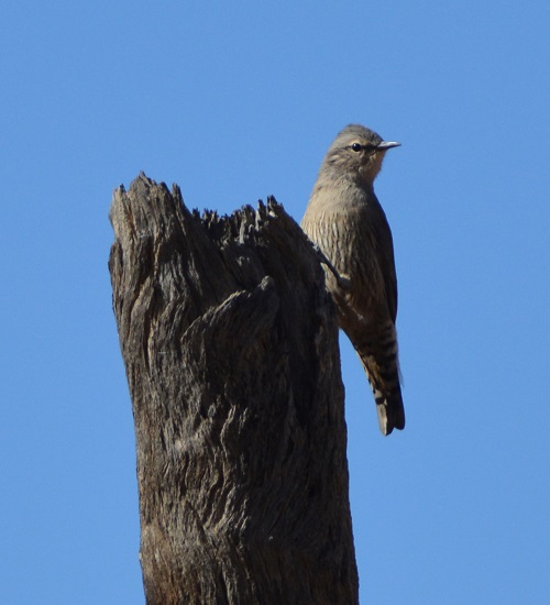 Brown treecreeper