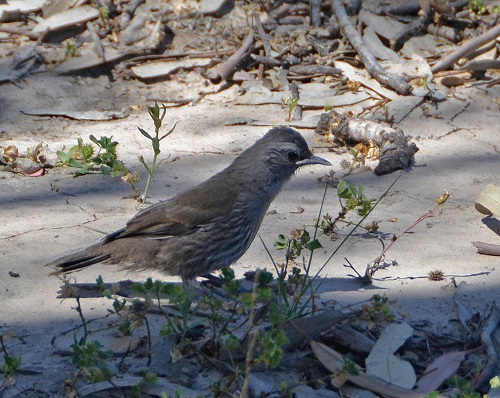 Brown treecreeper.