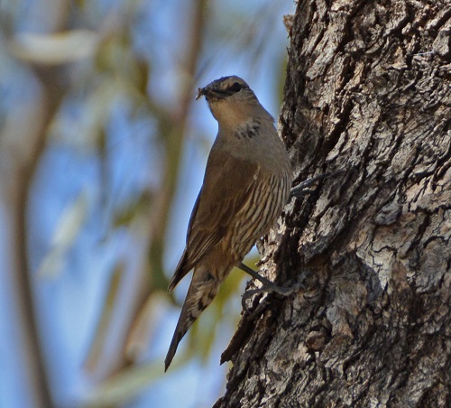 Brown treecreeper.