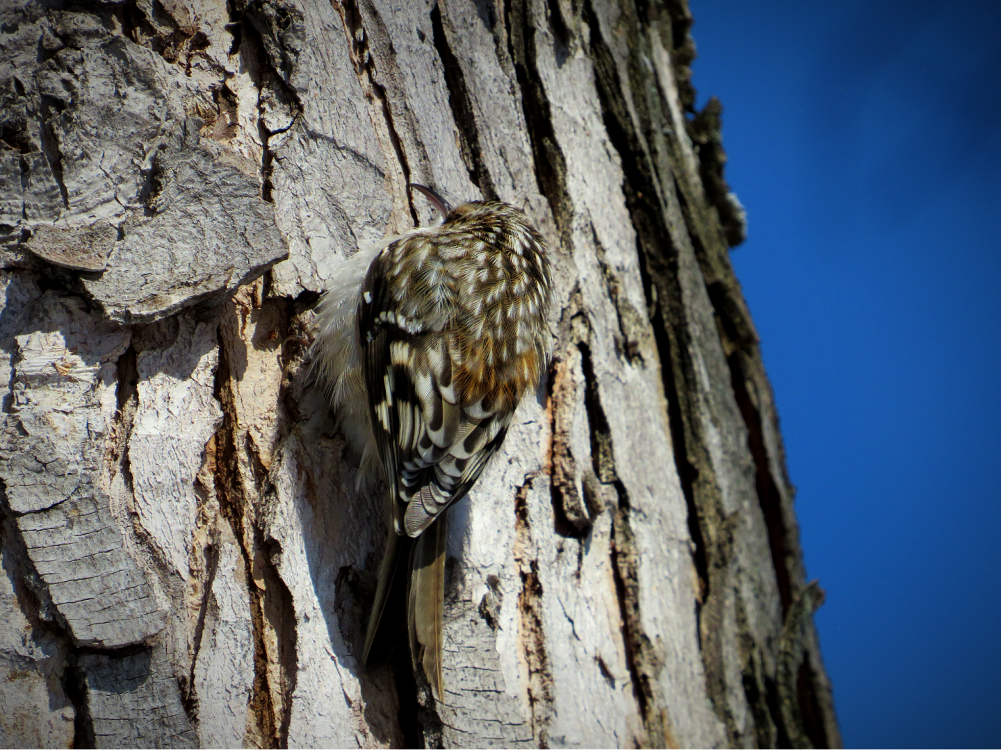 Brown treecreeper!