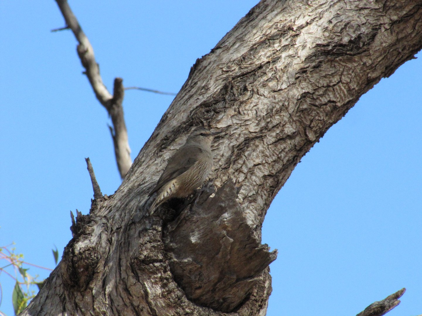 Brown Treecreeper