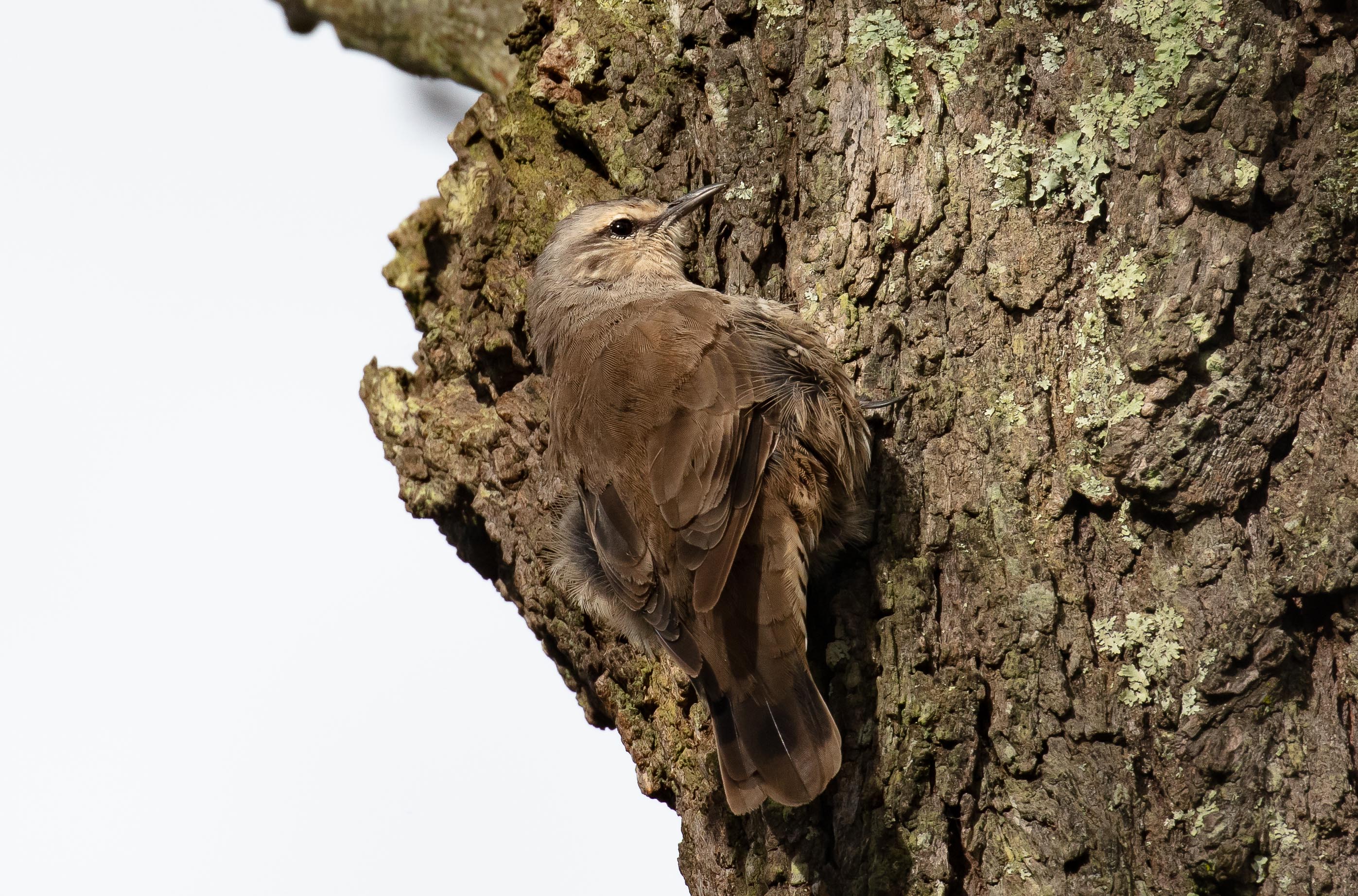 Brown Treecreeper