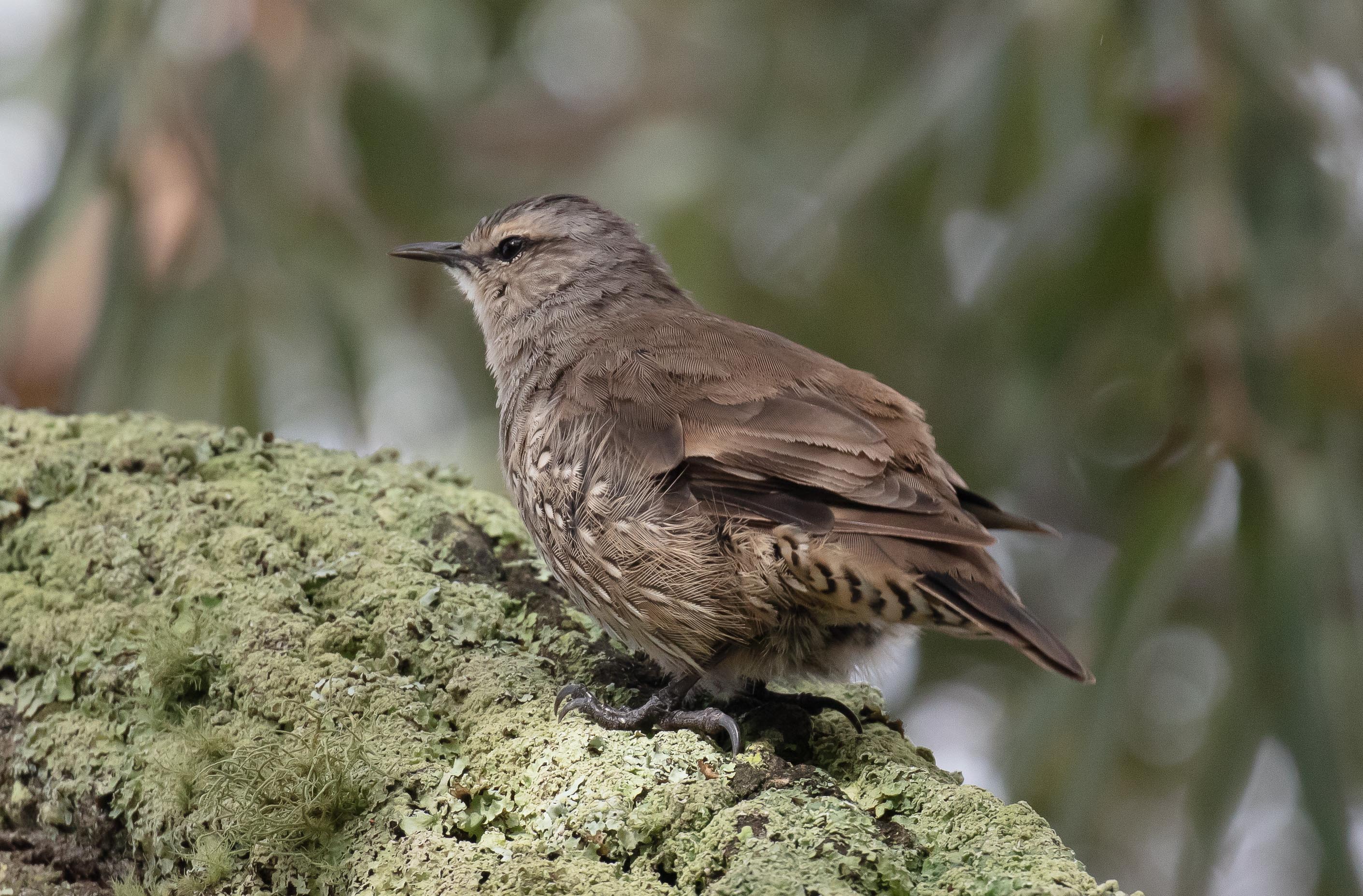 Brown Treecreeper