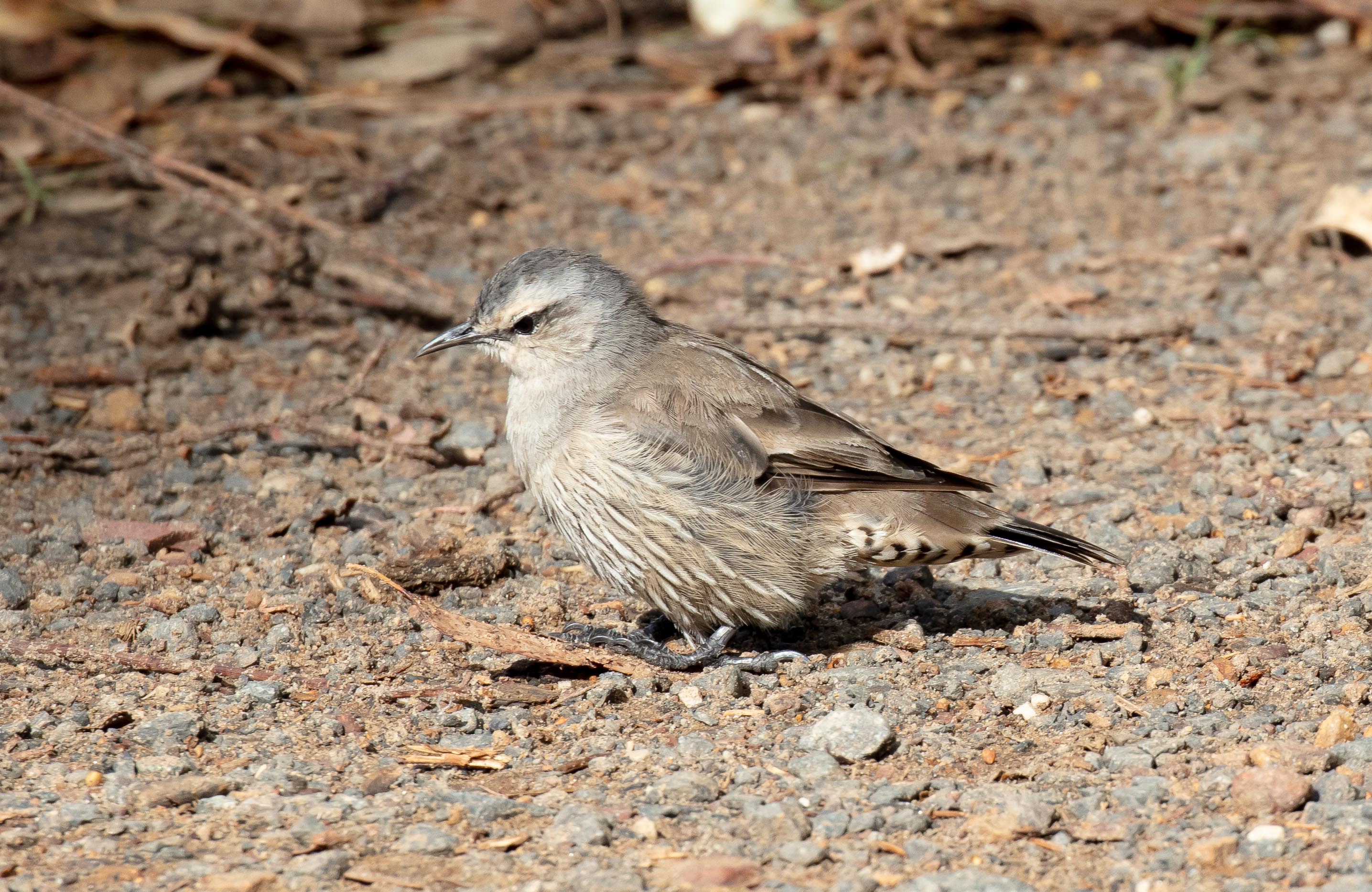 Brown Treecreeper