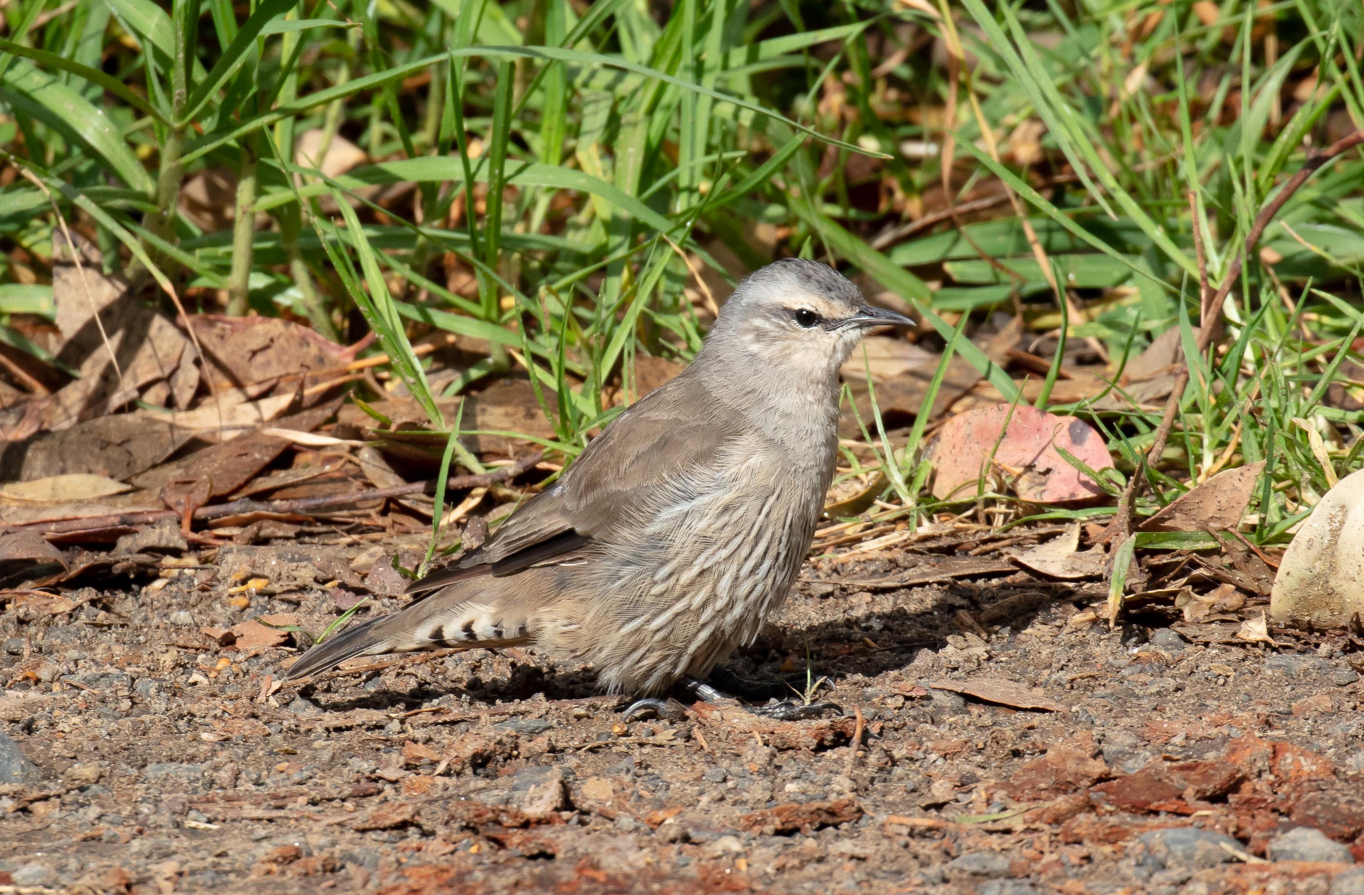 Brown Treecreeper