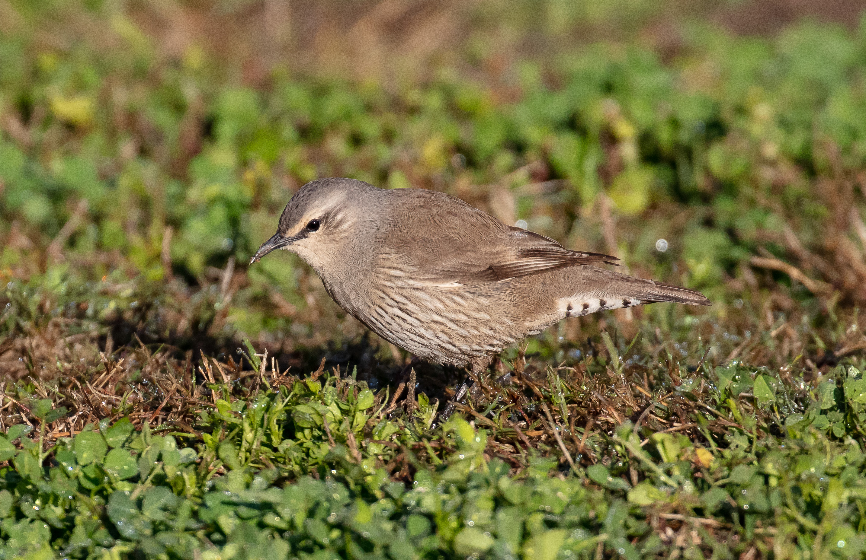 Brown Treecreeper