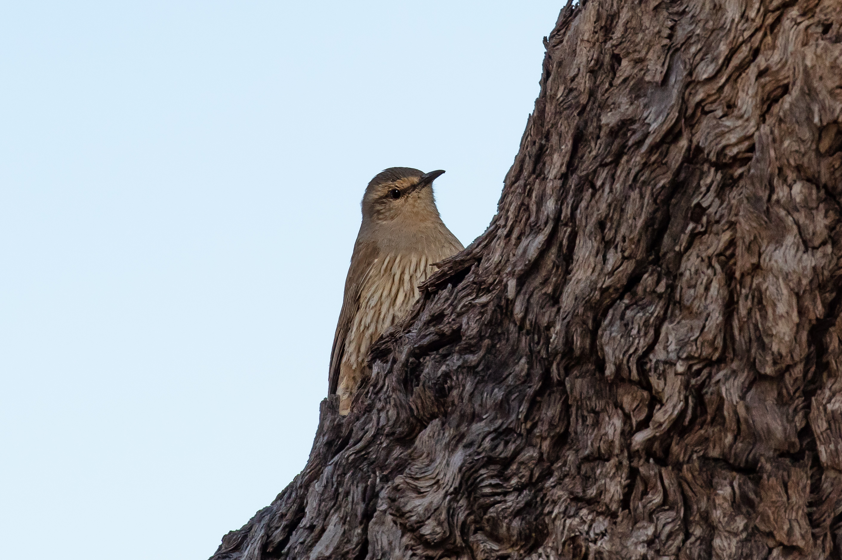Brown Treecreeper