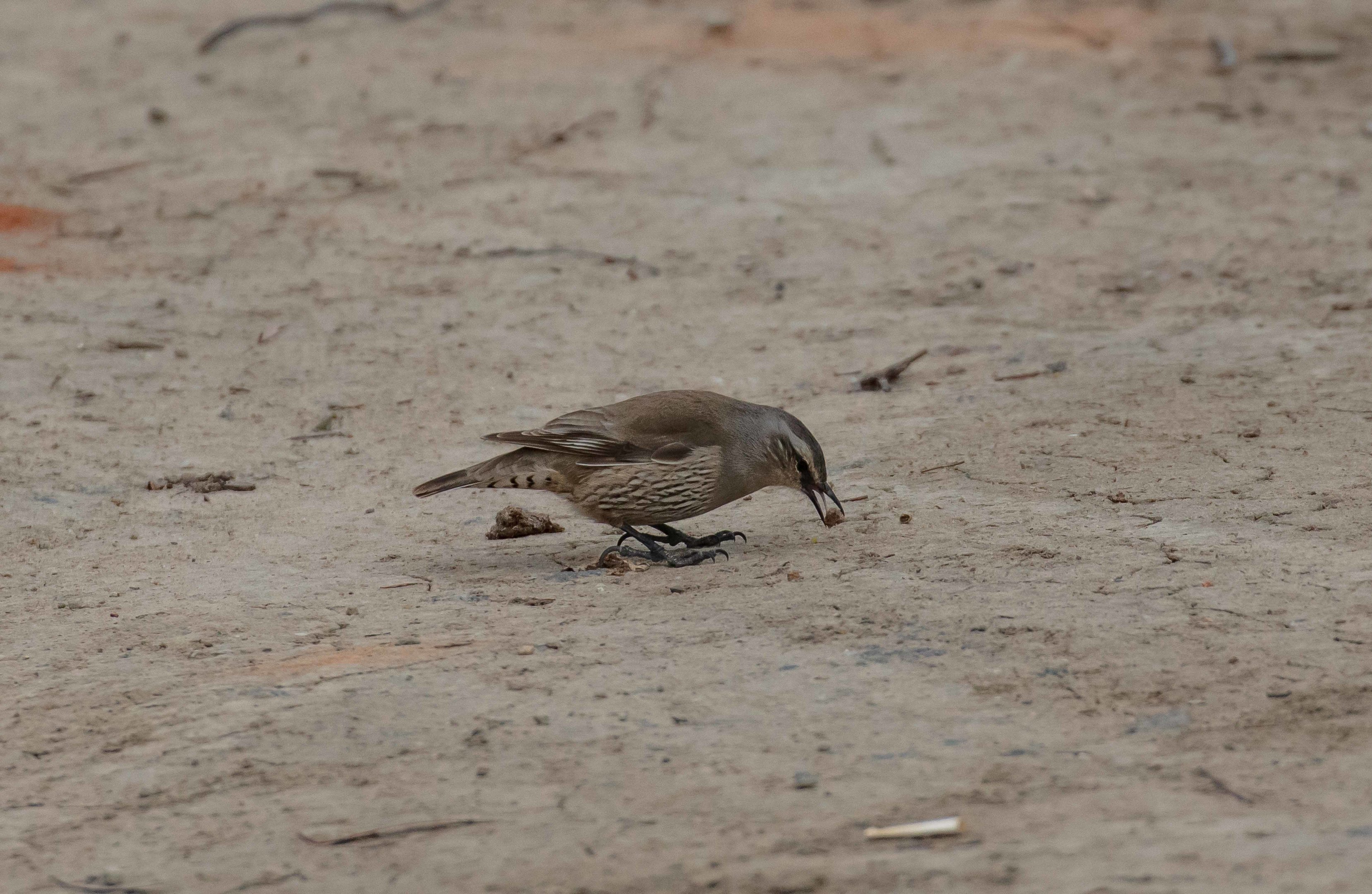 Brown Treecreeper