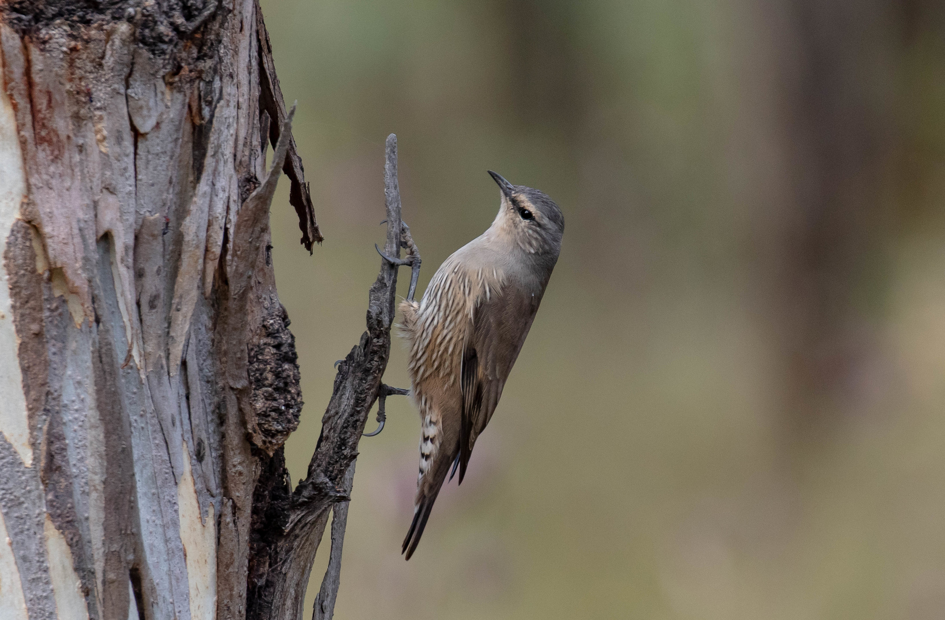 Brown Treecreeper