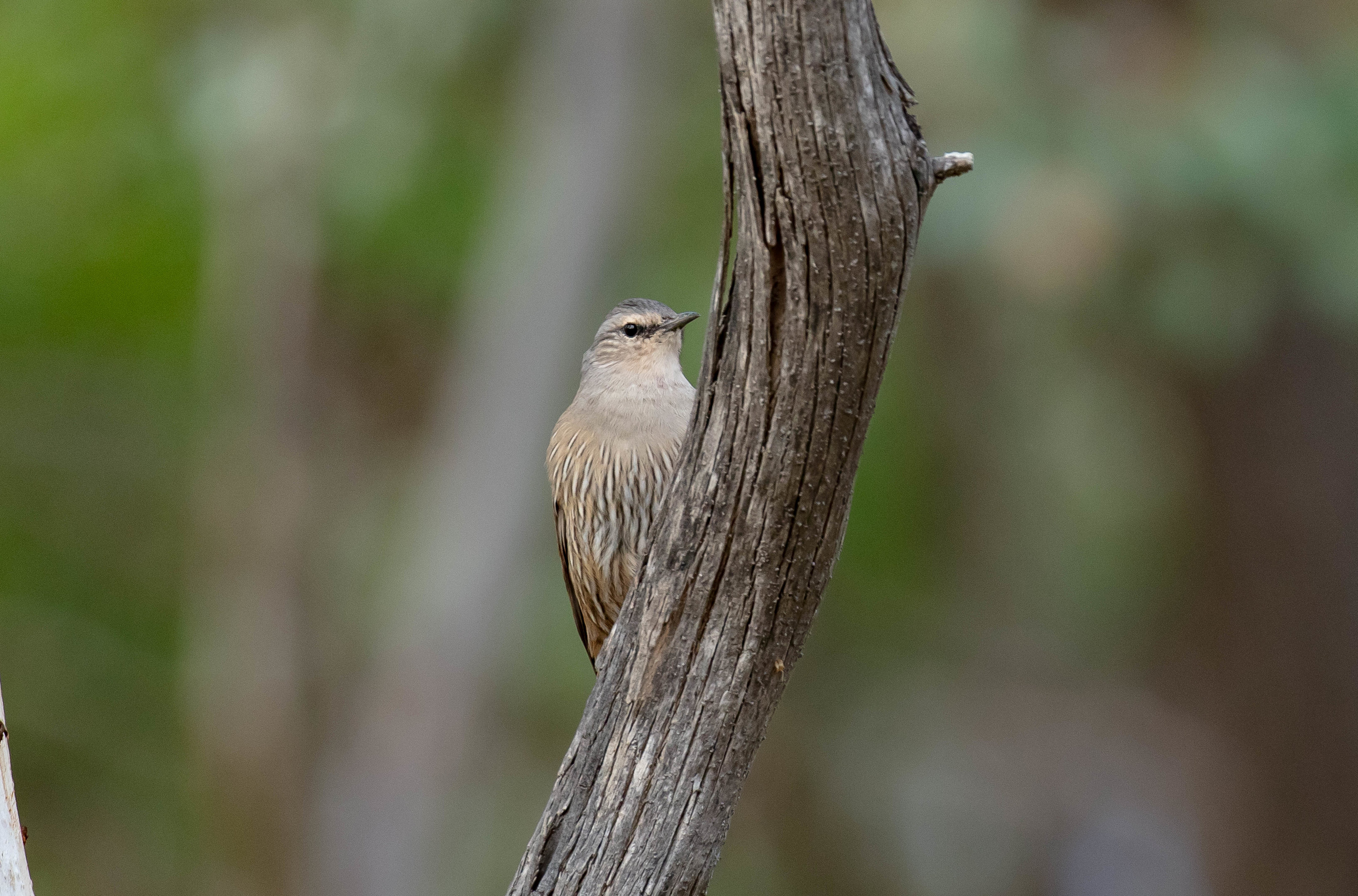 Brown Treecreeper