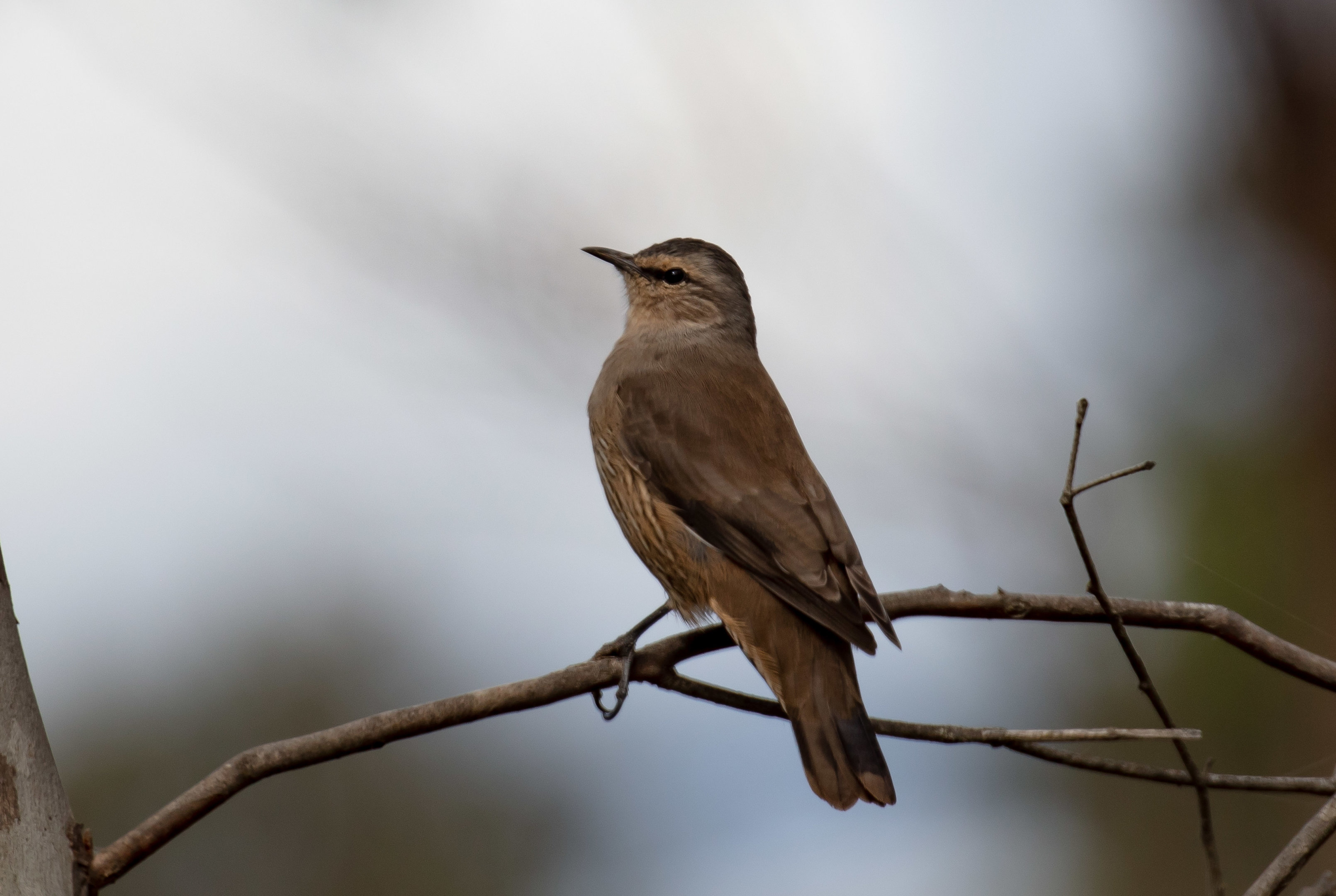 Brown Treecreeper