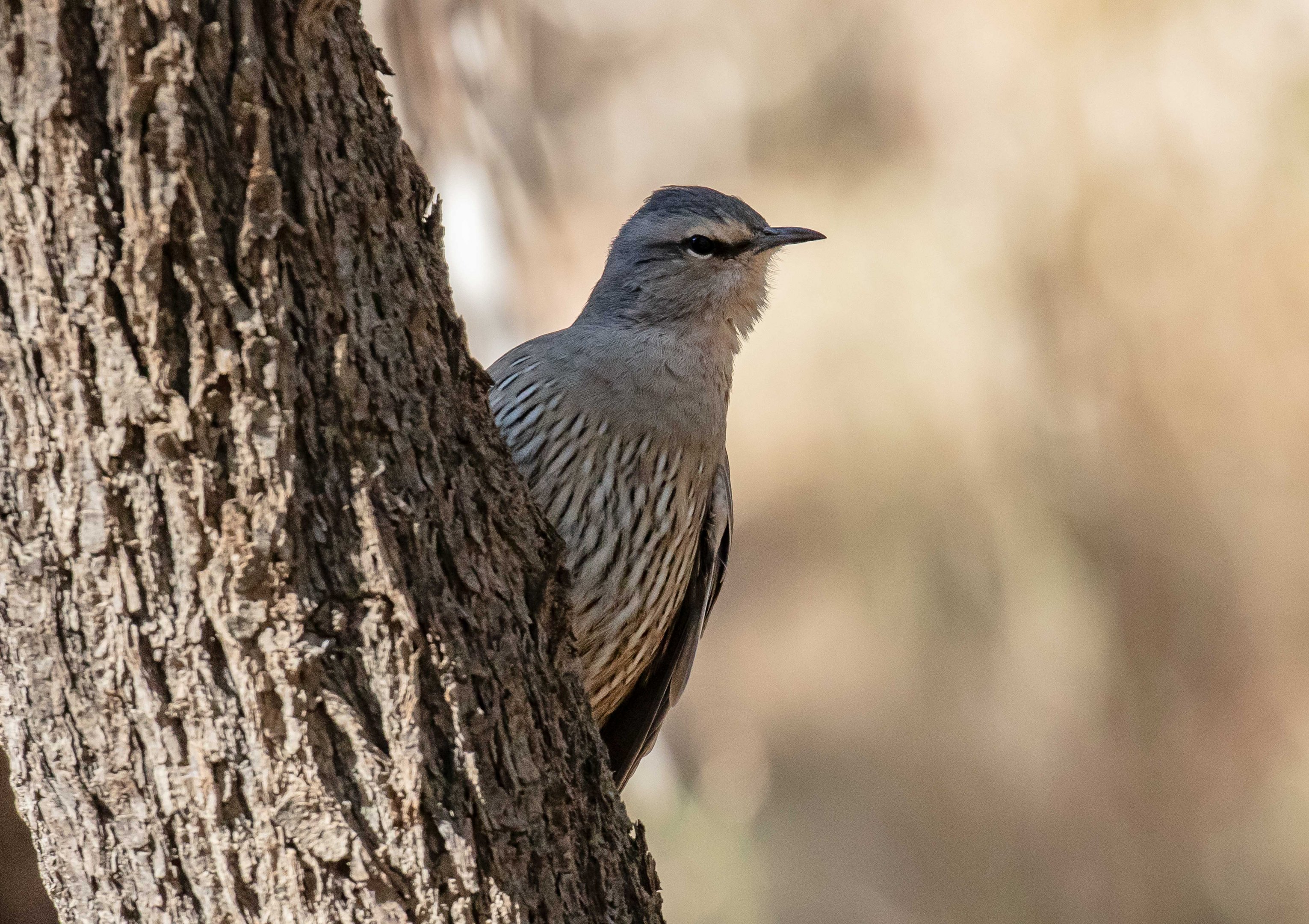 Brown Treecreeper