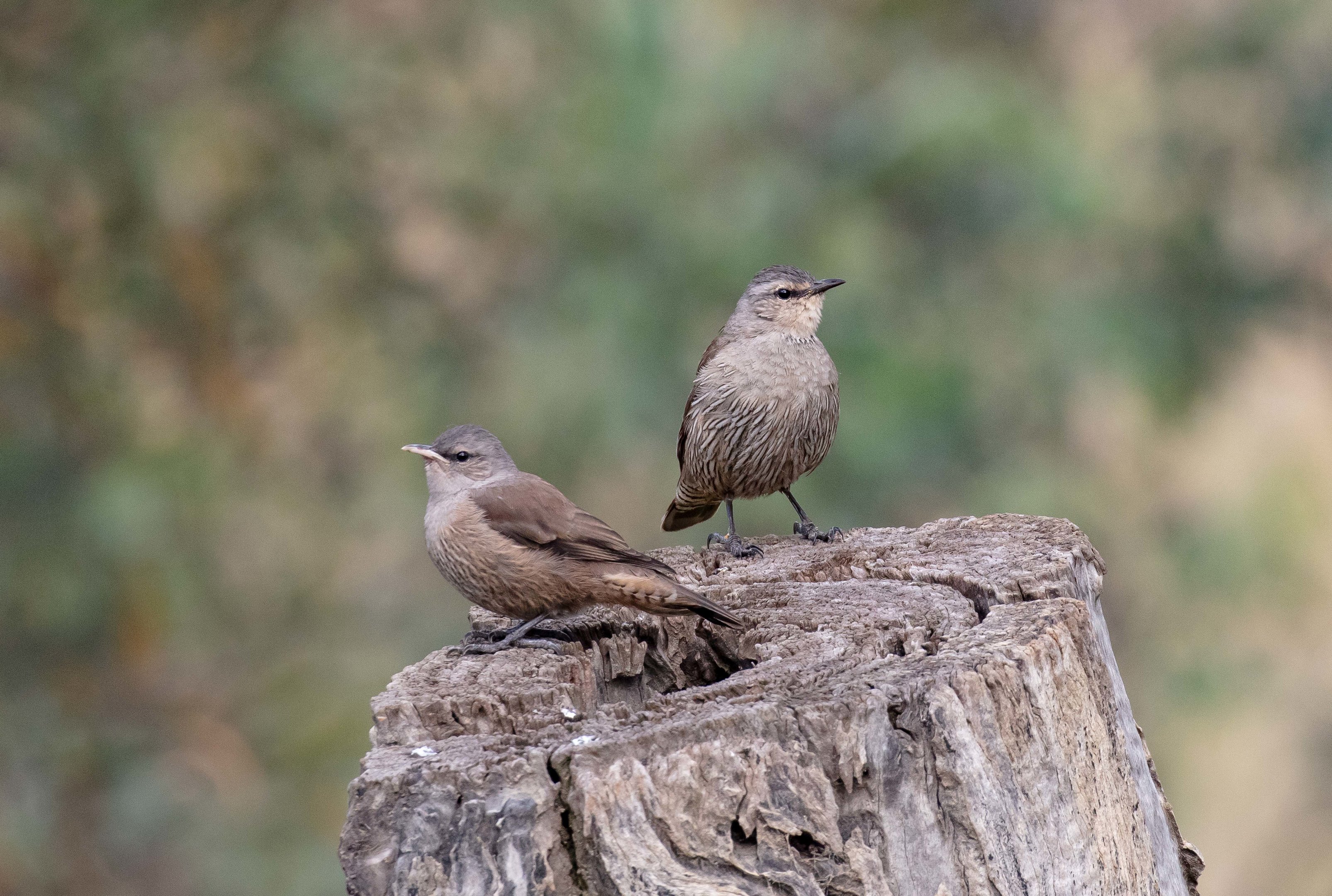 Brown Treecreepers (juvenile on left)