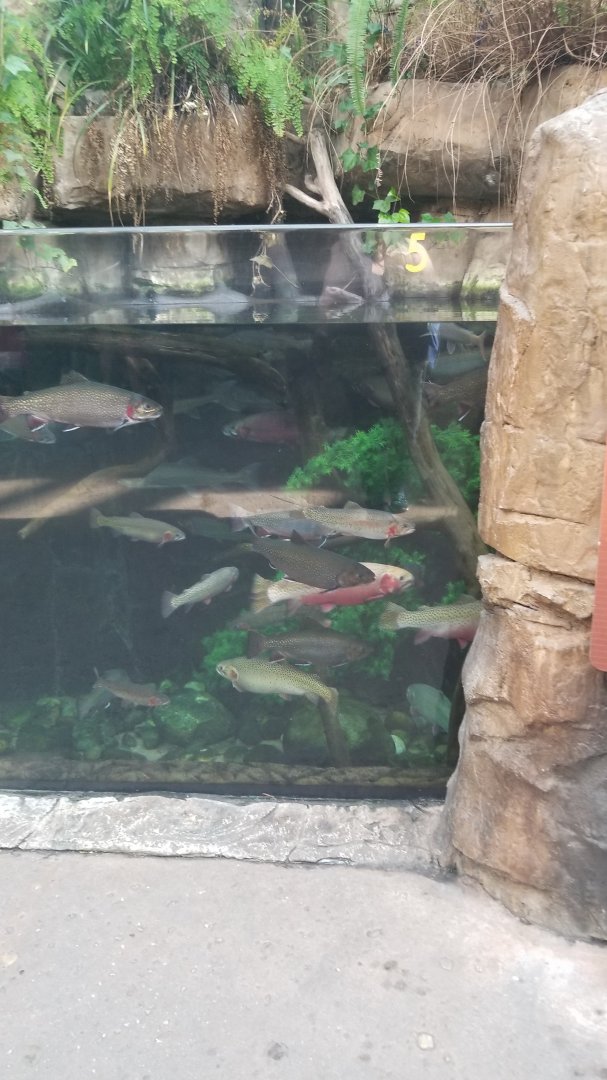 Brown trout, arctic char