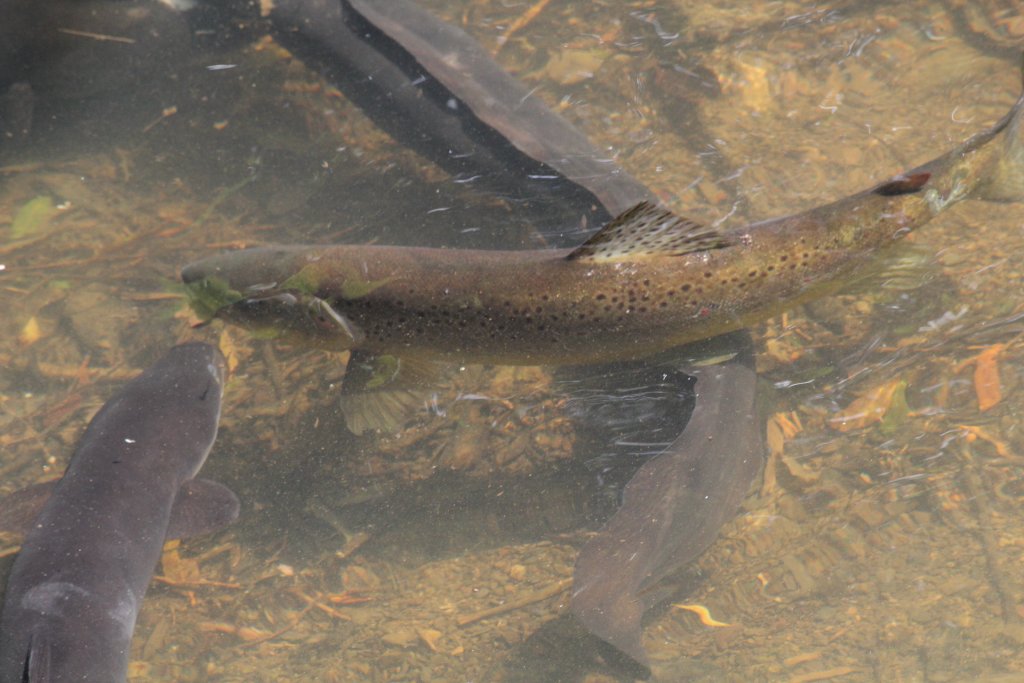 Brown Trout female (wild)