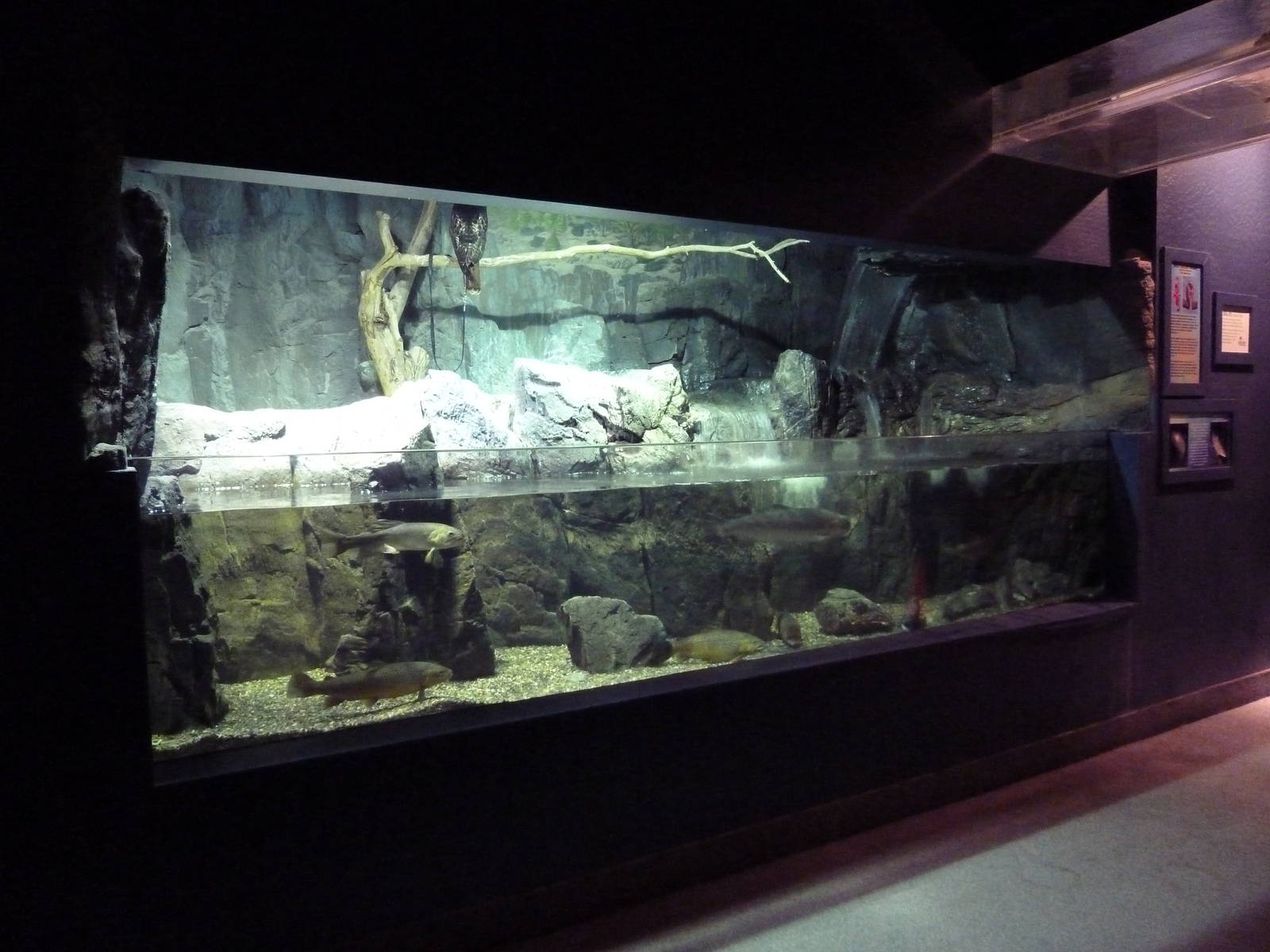 Brown Trout/Rainbow Trout/Red-Tailed Hawk Exhibit