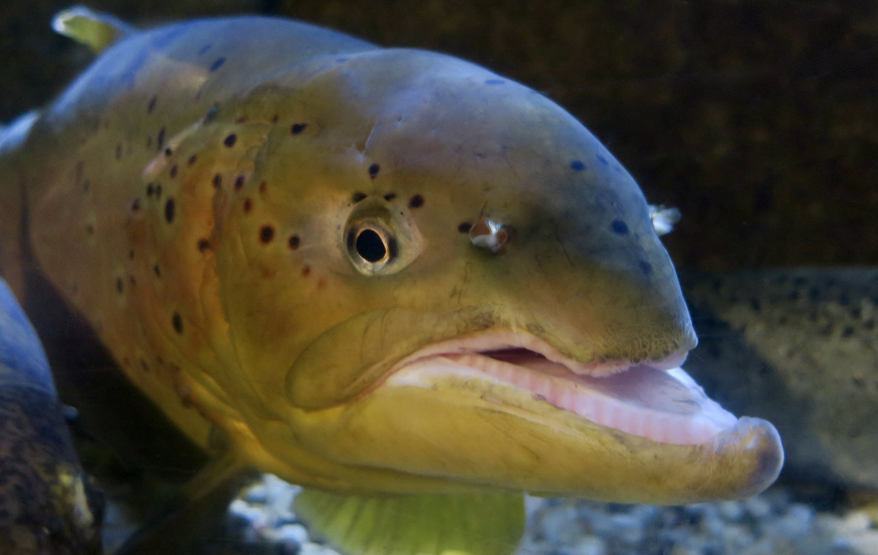 Brown Trout (Salmo trutta)
