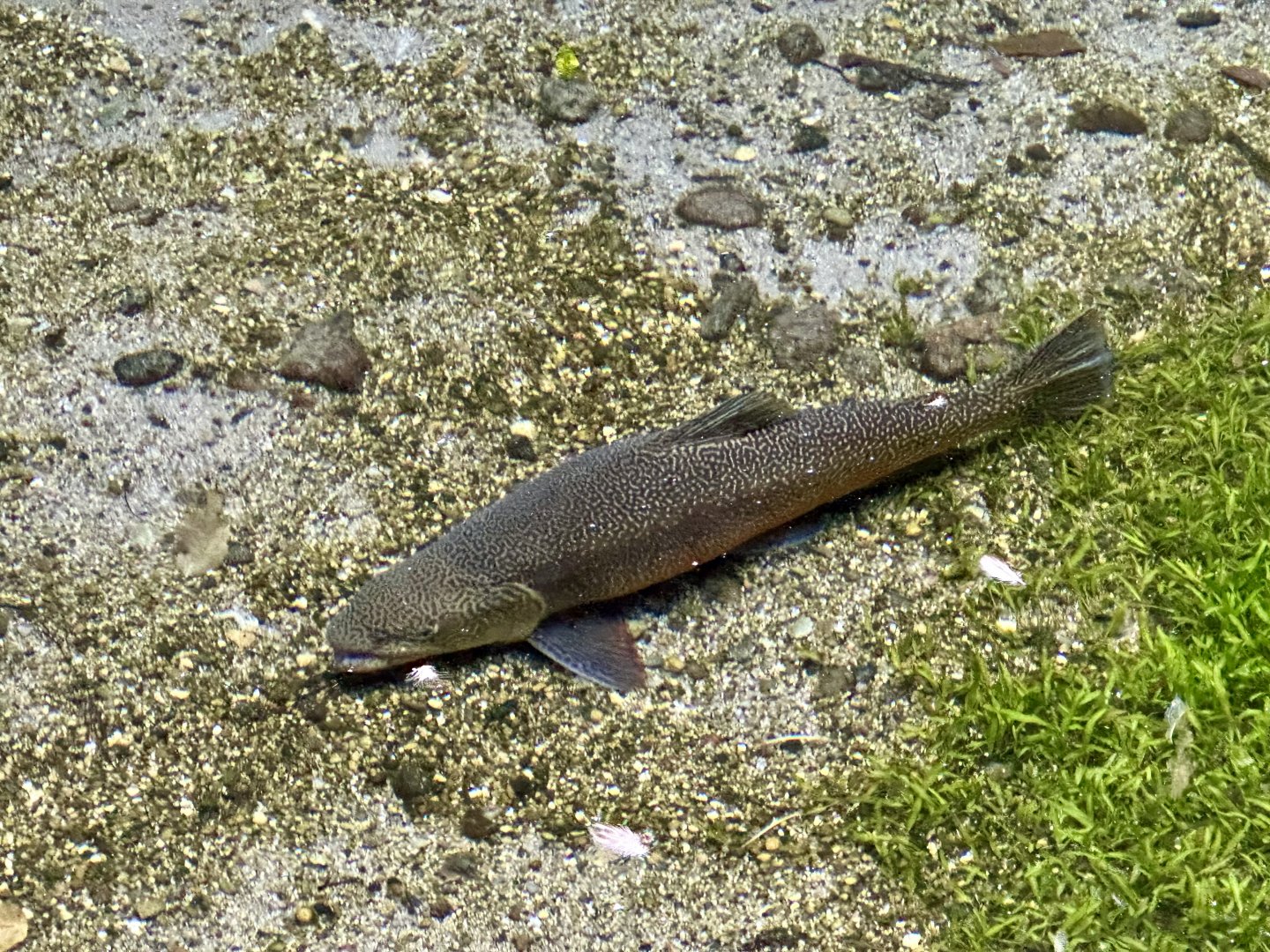 Brown trout (Salmo trutta)