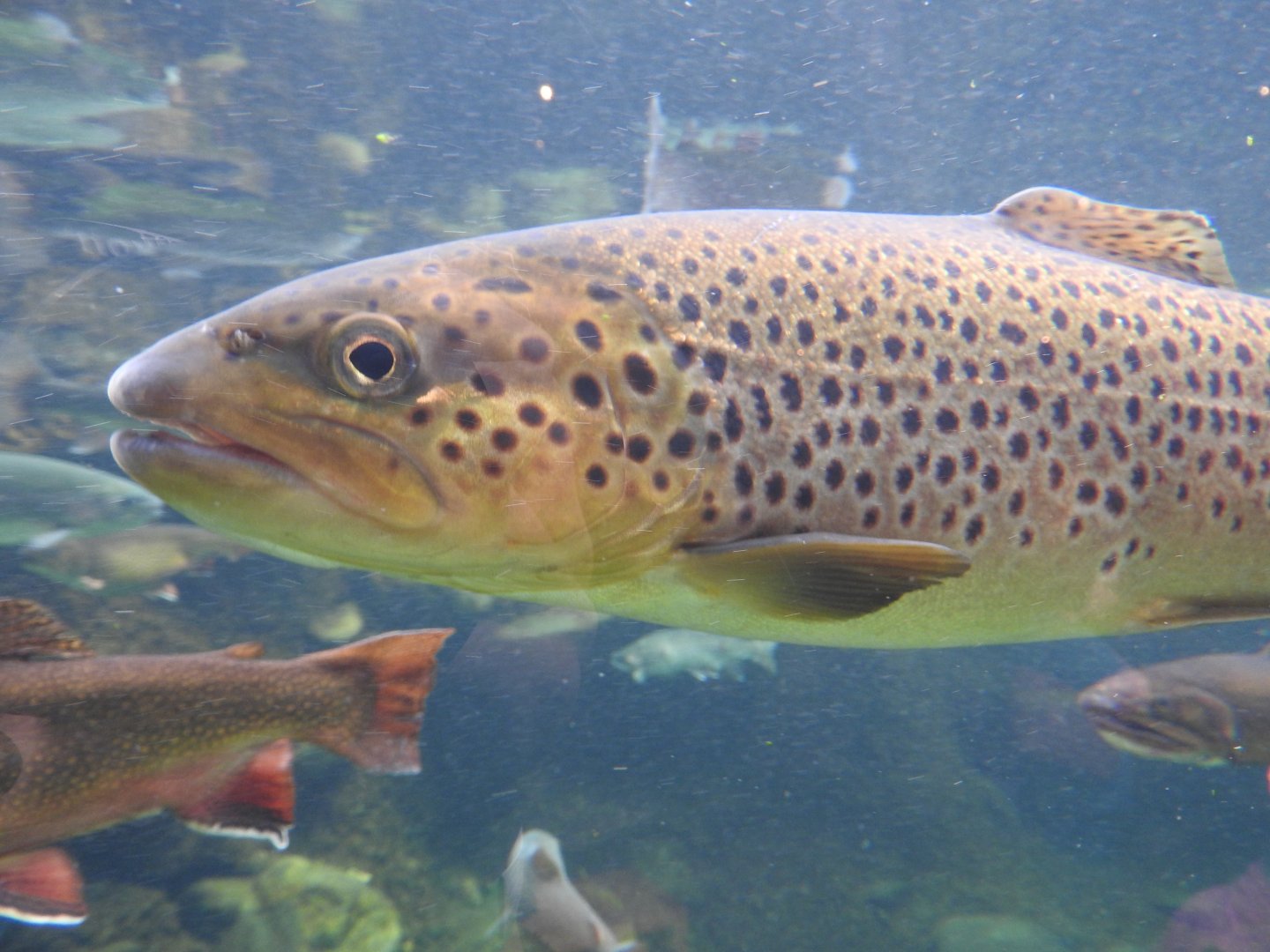 Brown Trout