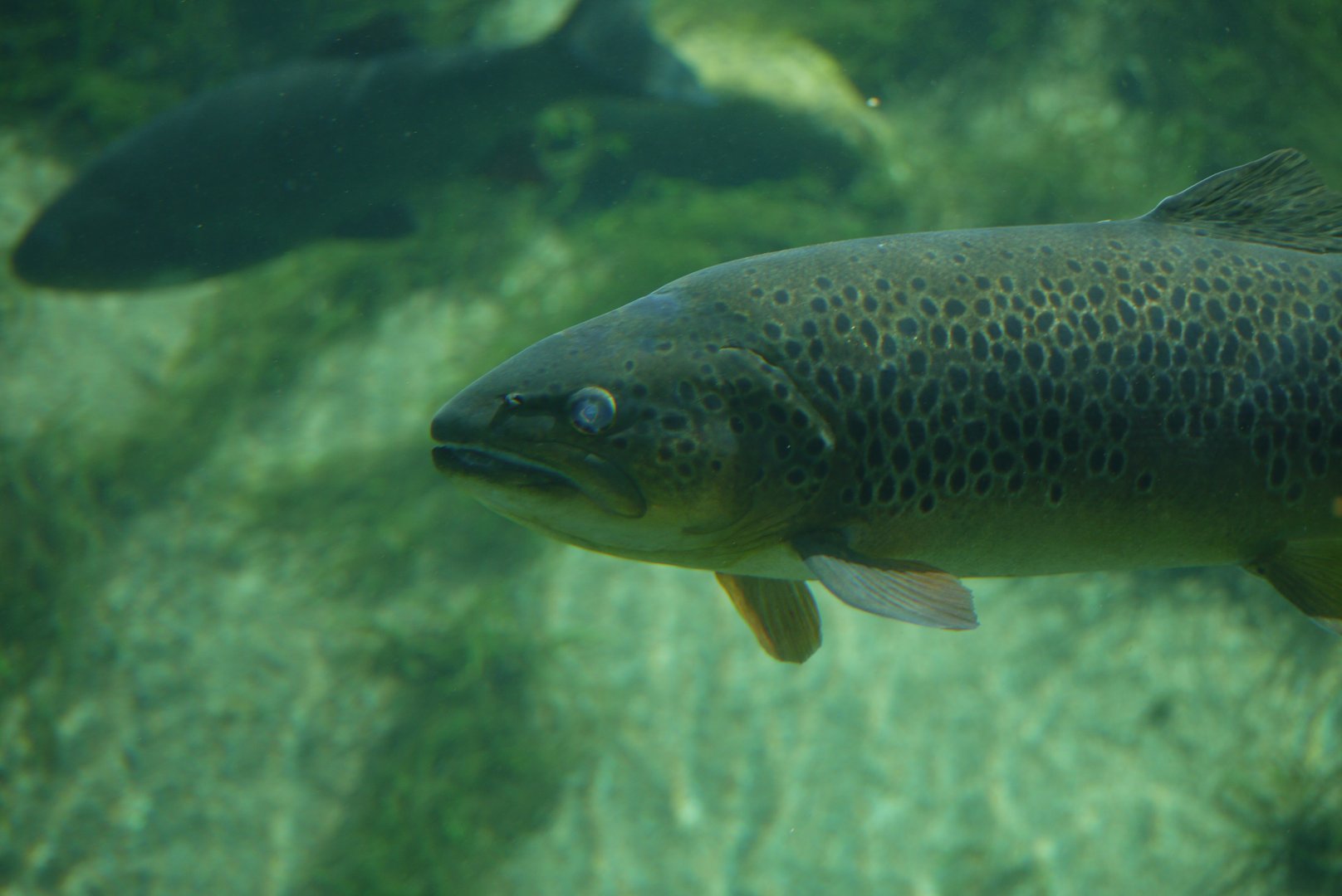 Brown Trout