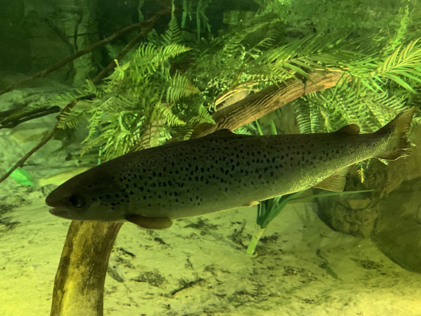 Brown Trout