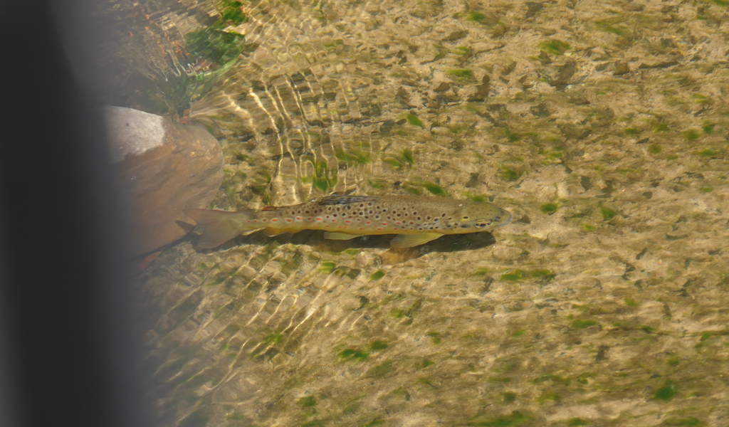 Brown Trout