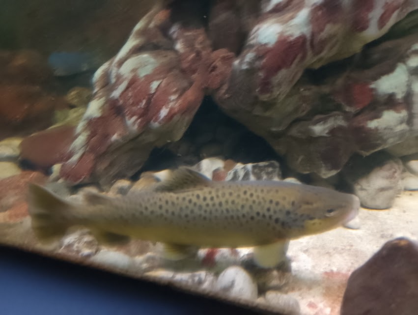 Brown trout