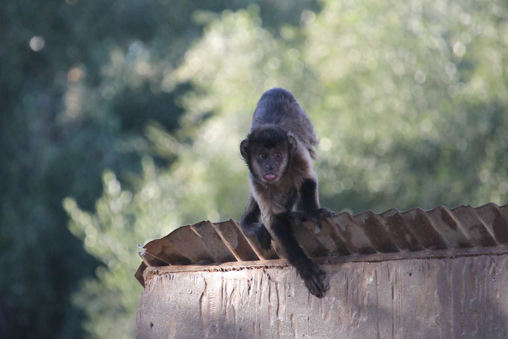 Brown Tufted Capuchin (Cebus apella)