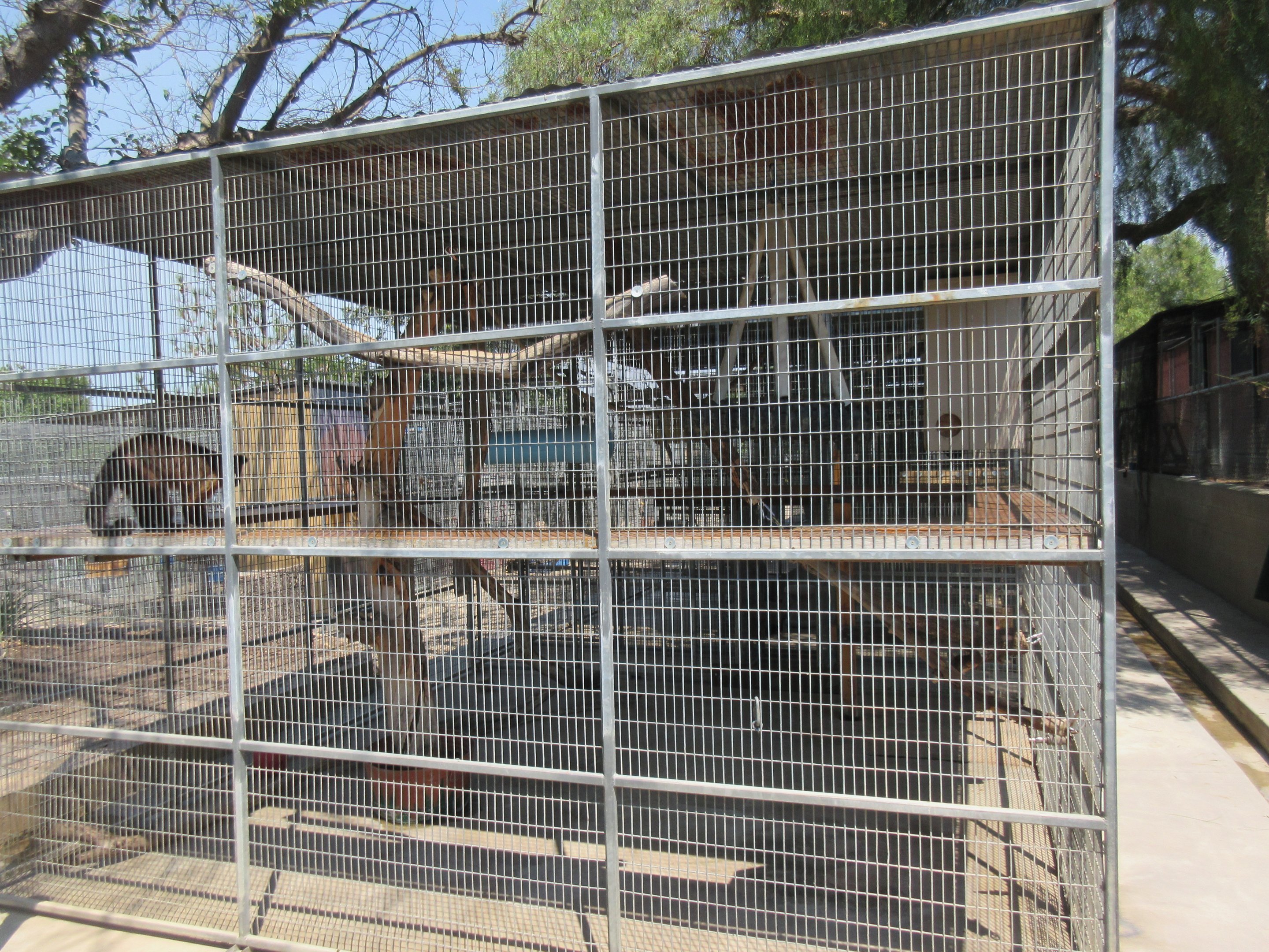 Brown Tufted Capuchin Exhibit