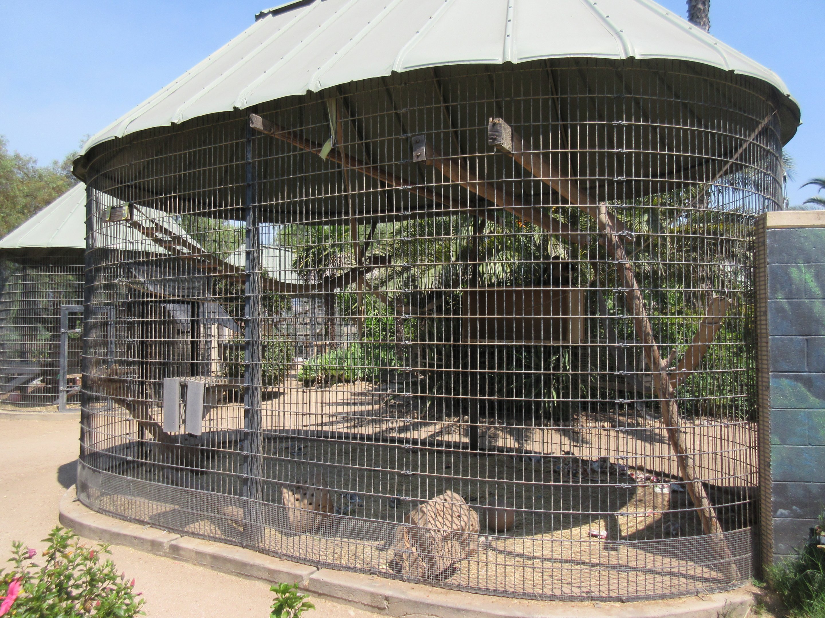 Brown Tufted Capuchin Exhibit