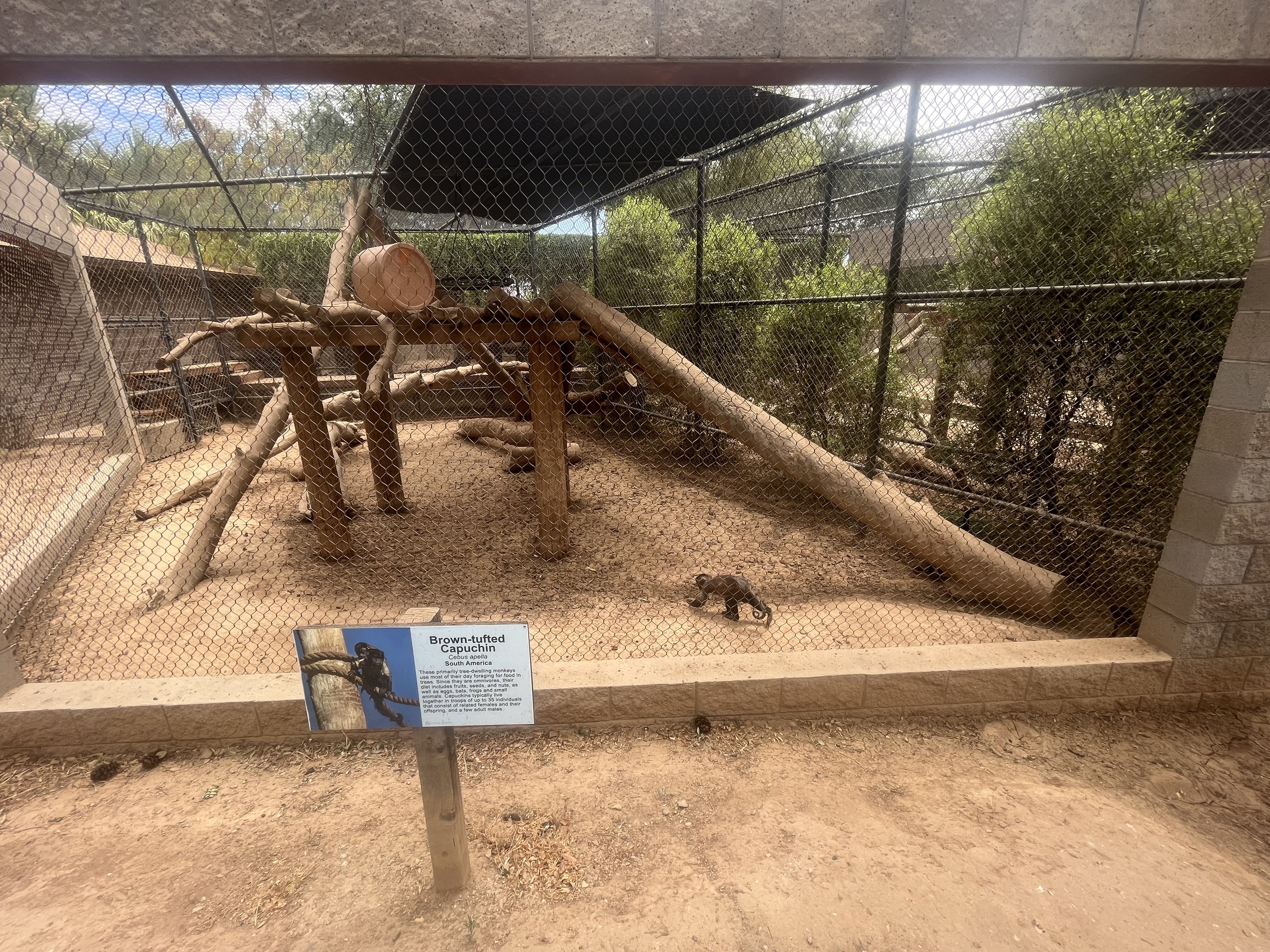 Brown Tufted Capuchin Exhibit