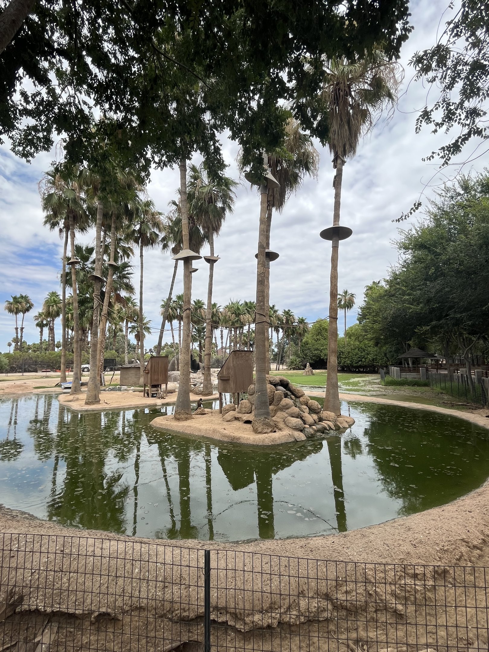 Brown Tufted Capuchin Island