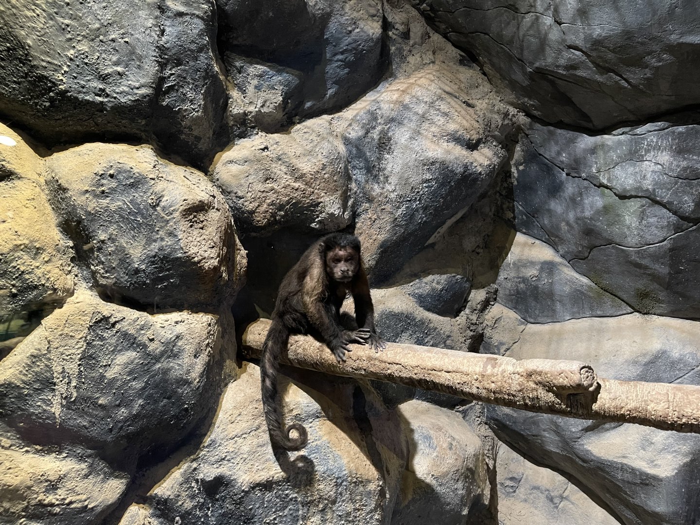 brown-tufted capuchin (sapajus apella)