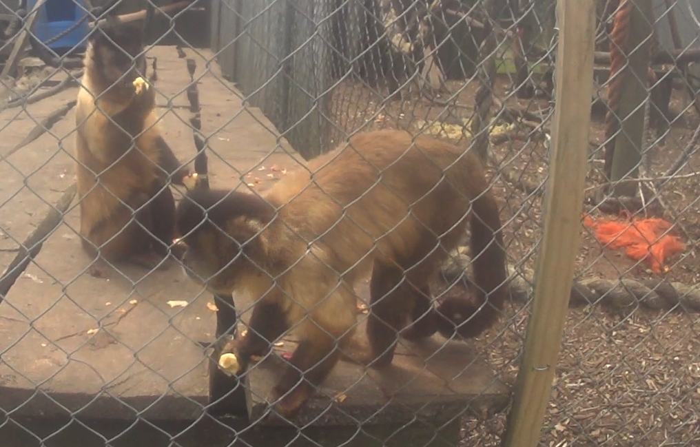 Brown Tufted Capuchins