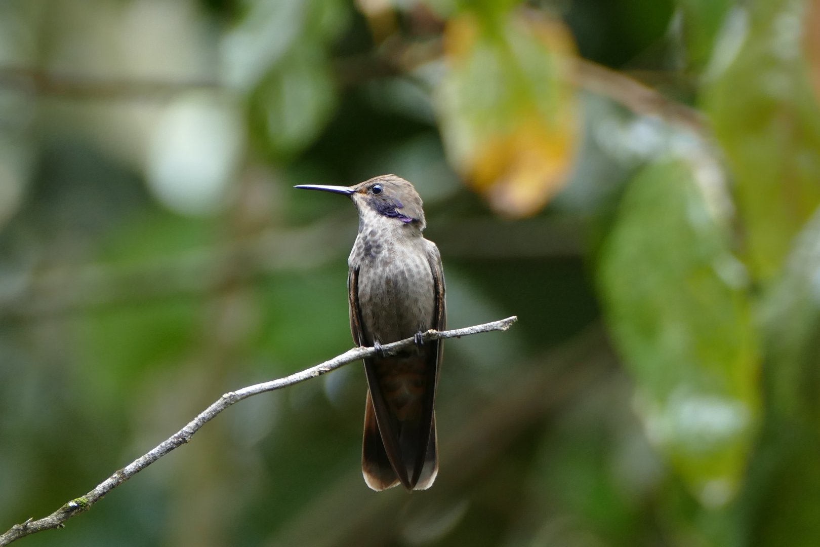 Brown violetear