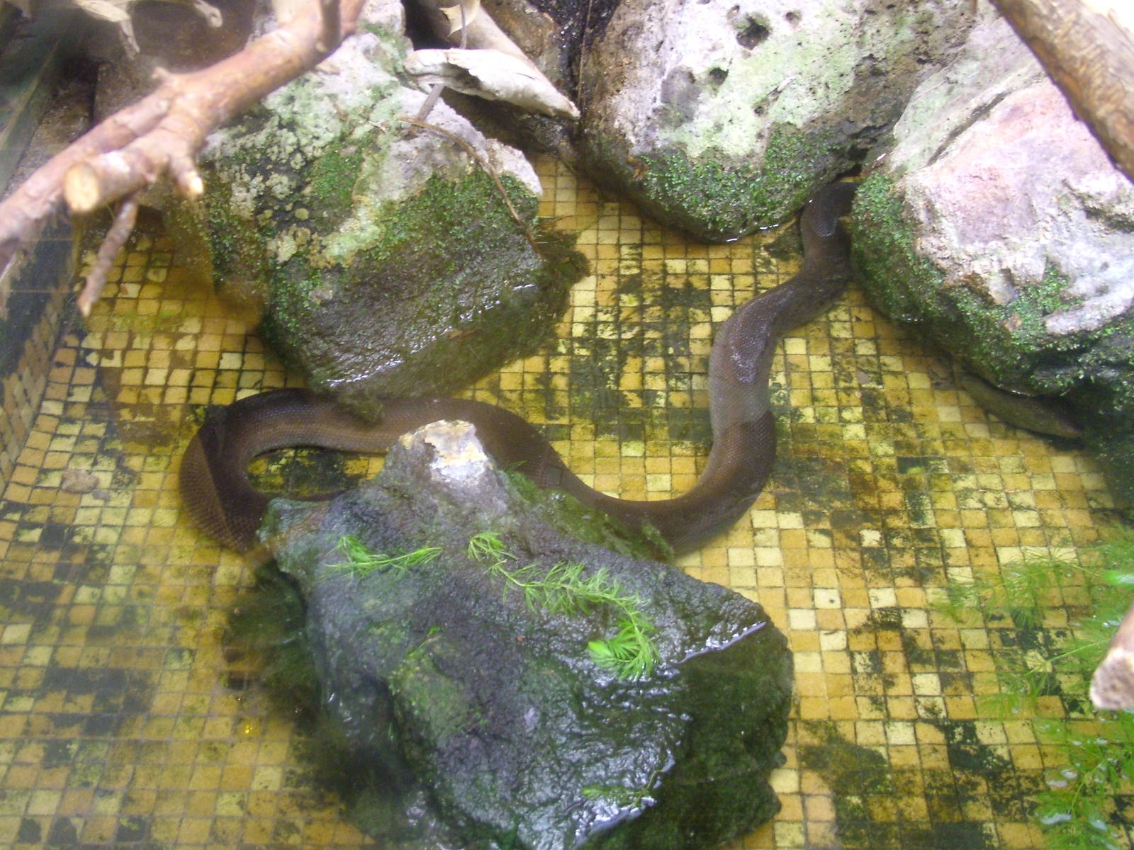 Brown Water Python at Darmstadt, 30/08/10