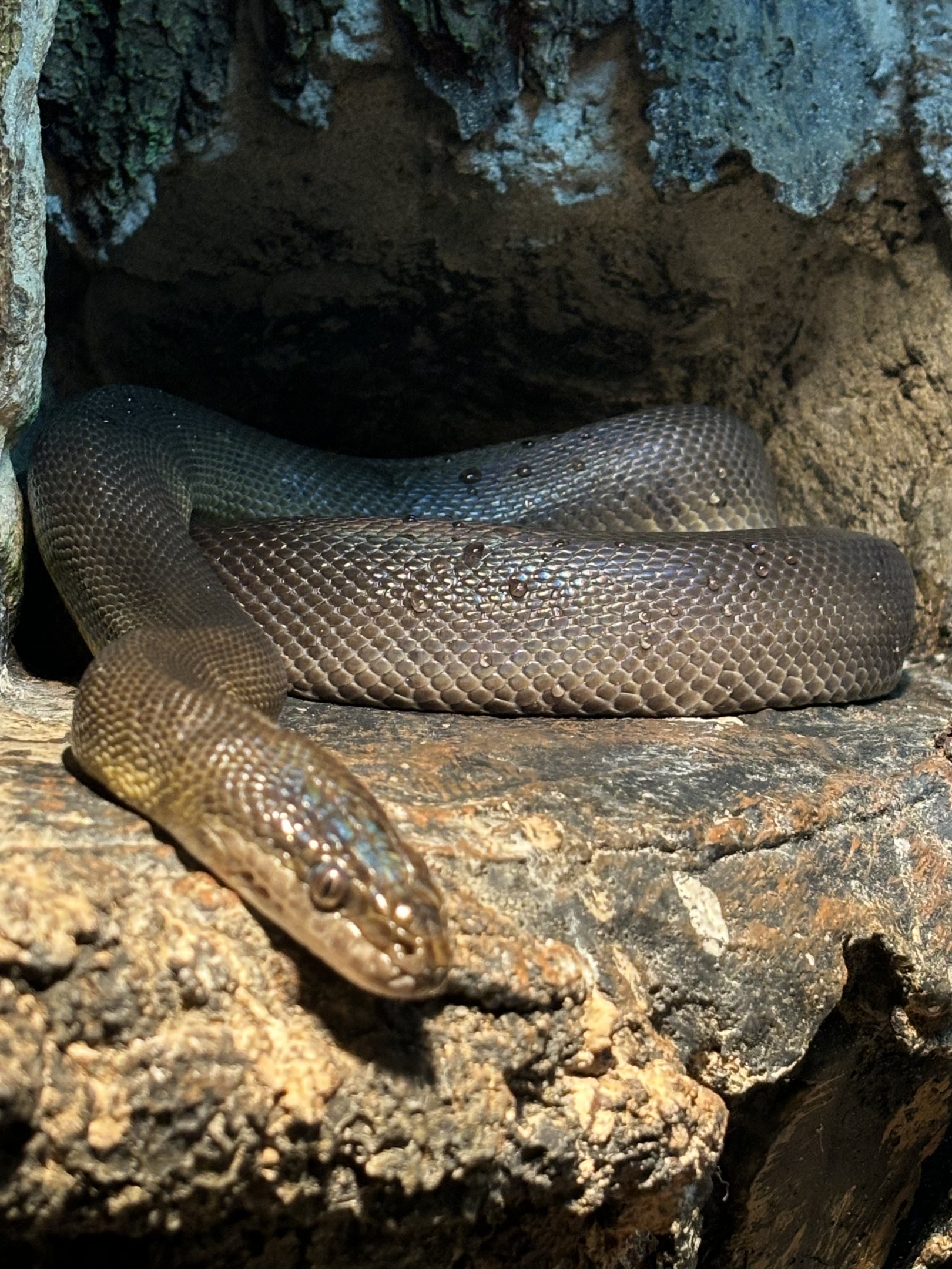Brown Water Python - Reptile Tunnel