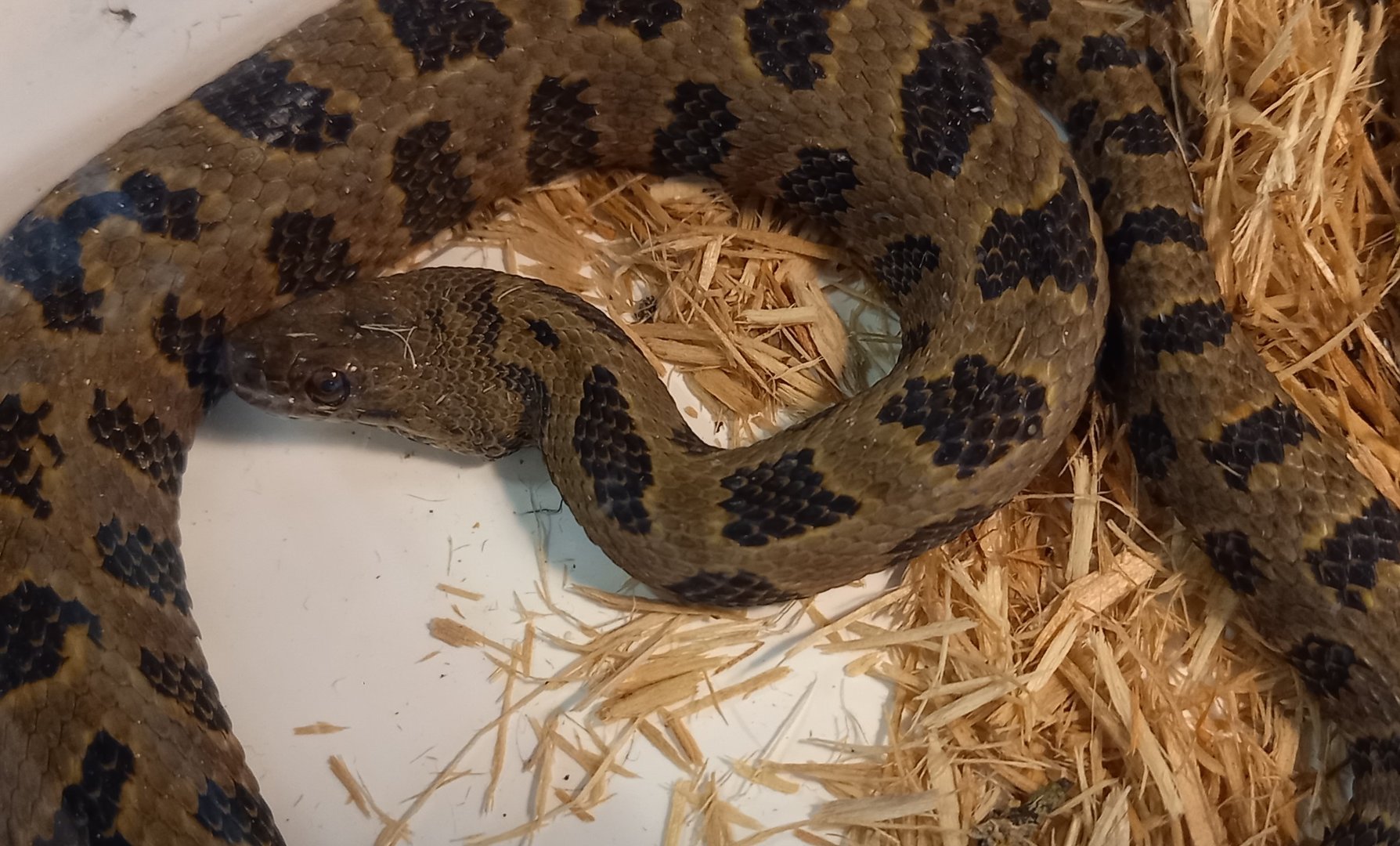 Brown watersnake - Nerodia taxispilota