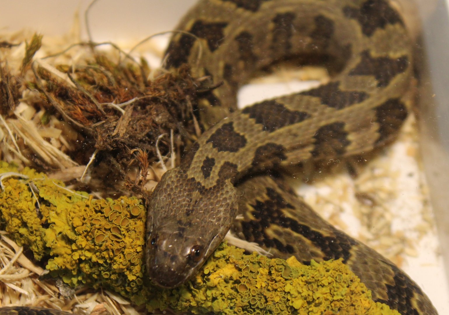 Brown watersnake - Nerodia taxispilota
