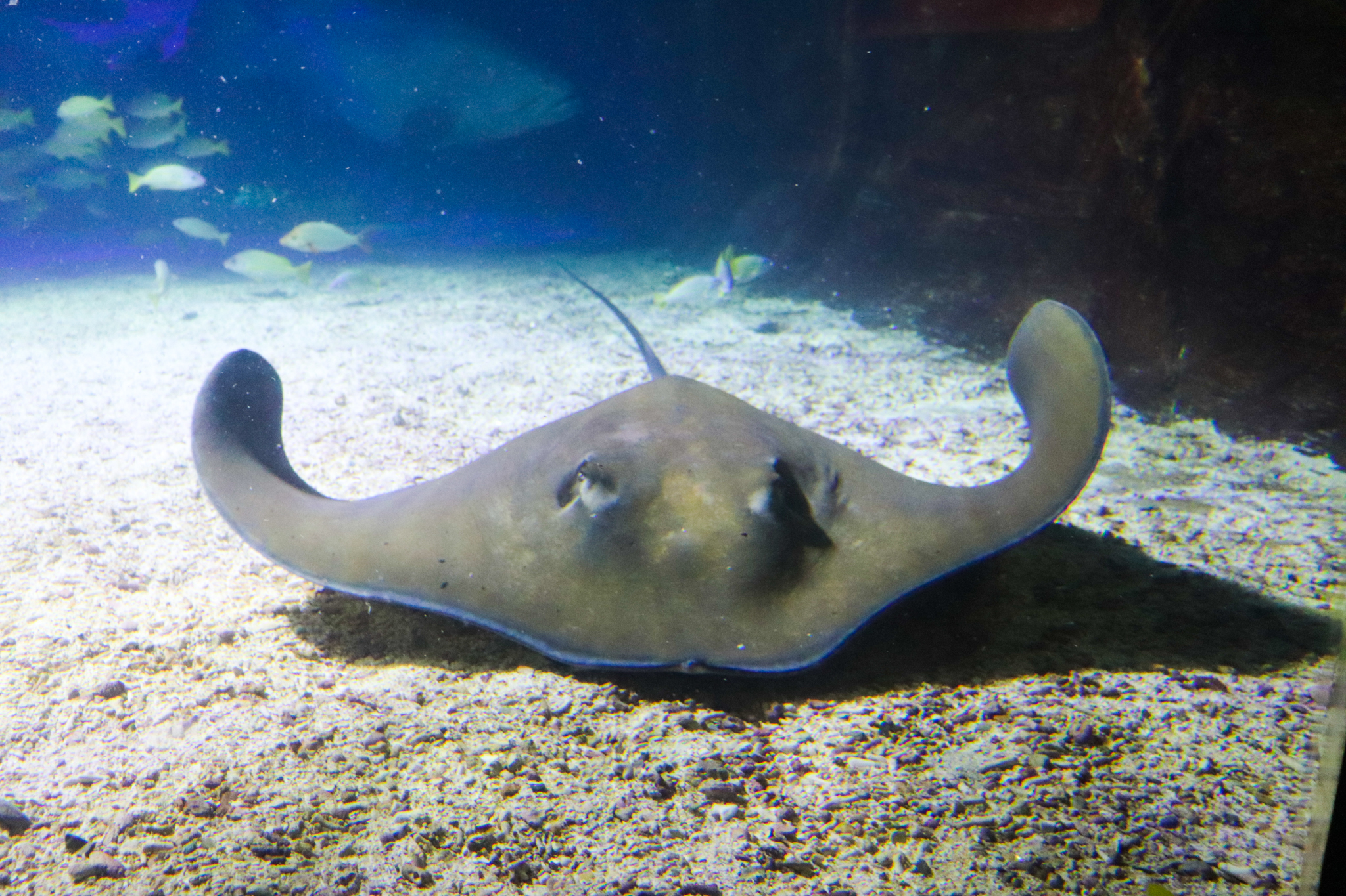 Brown Whipray (Himantura toshi)
