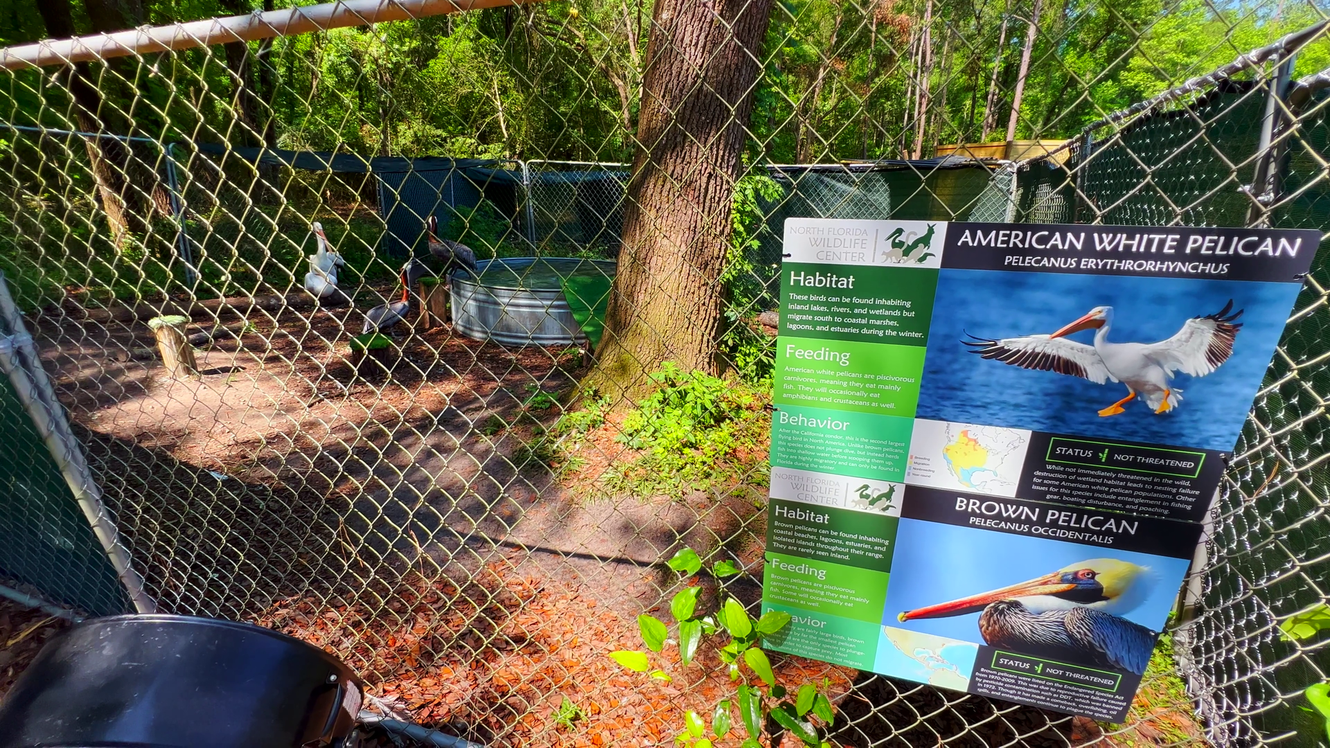 Brown & White Pelicans