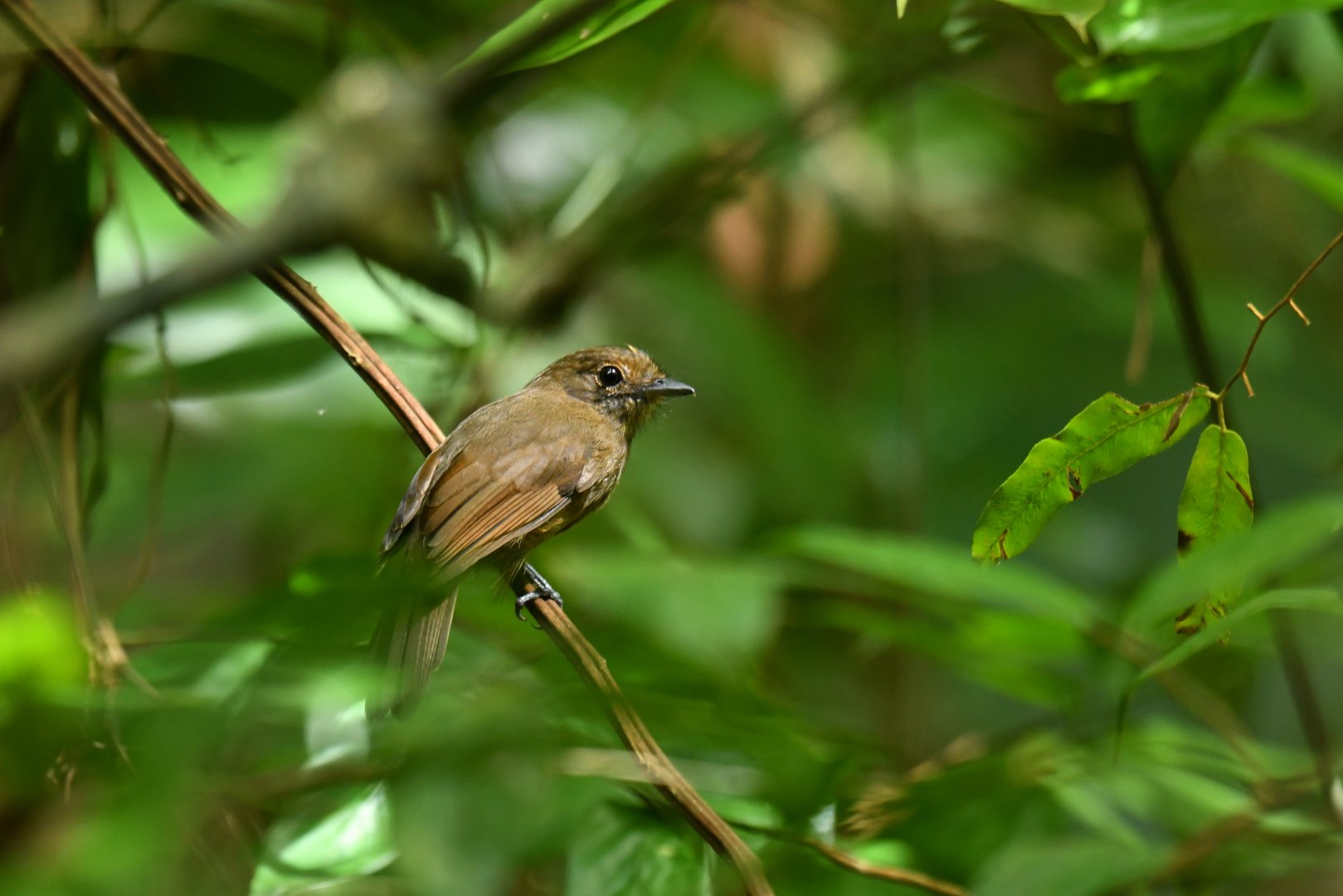 Brown-winged Schiffornis Schiffornis turdina