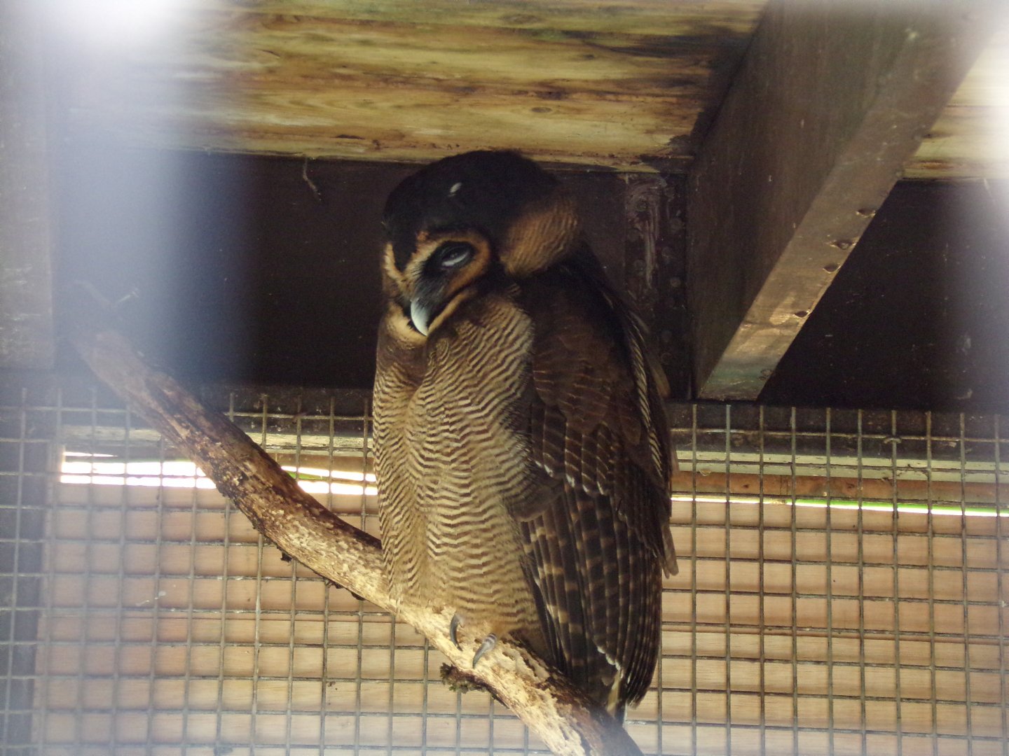 Brown wood owl 12.4.24