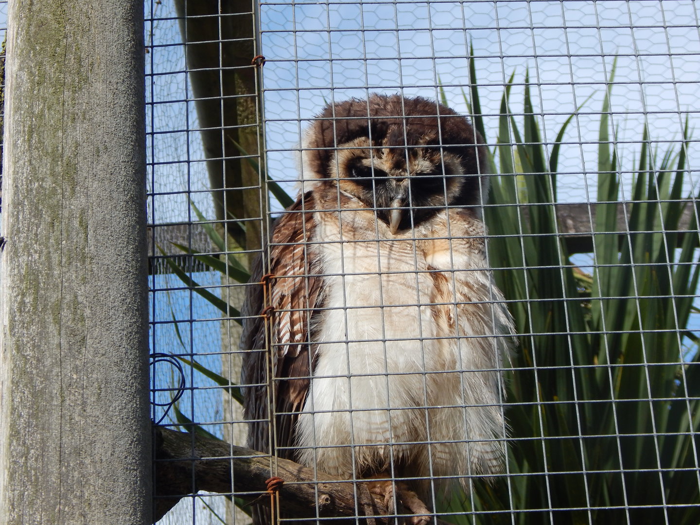 Brown wood owl 151022