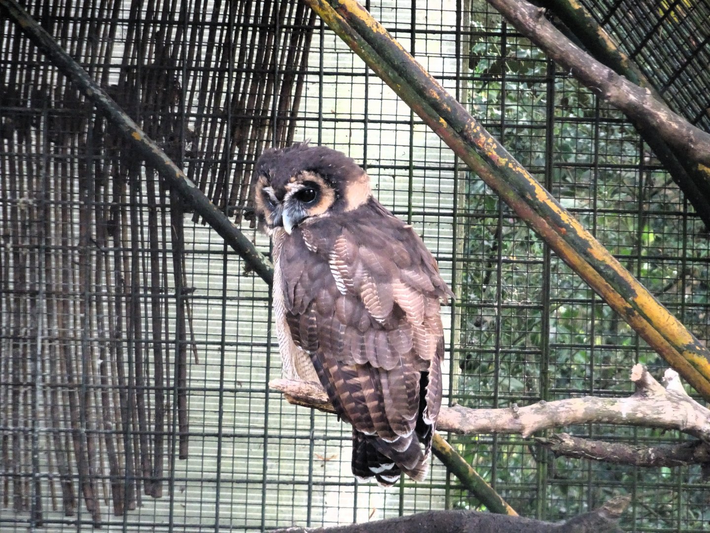 Brown Wood Owl 6 September 2025
